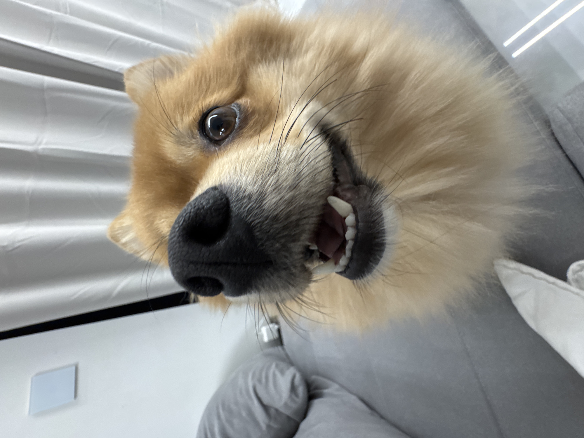 Pomeranian dog plays with toys on couch in Sofia