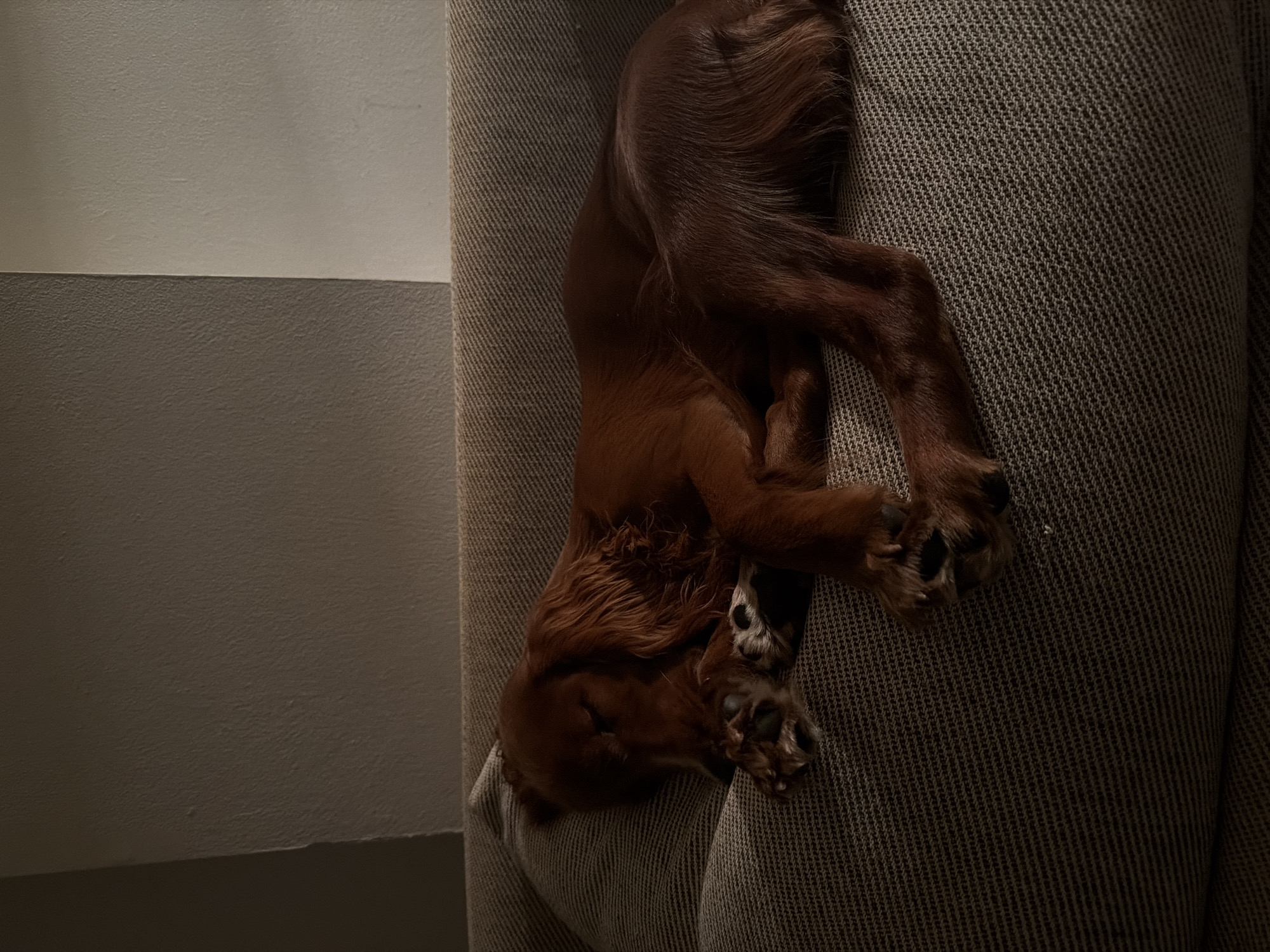 Irish Setter naps on a grey couch in dim Chang Phueak room