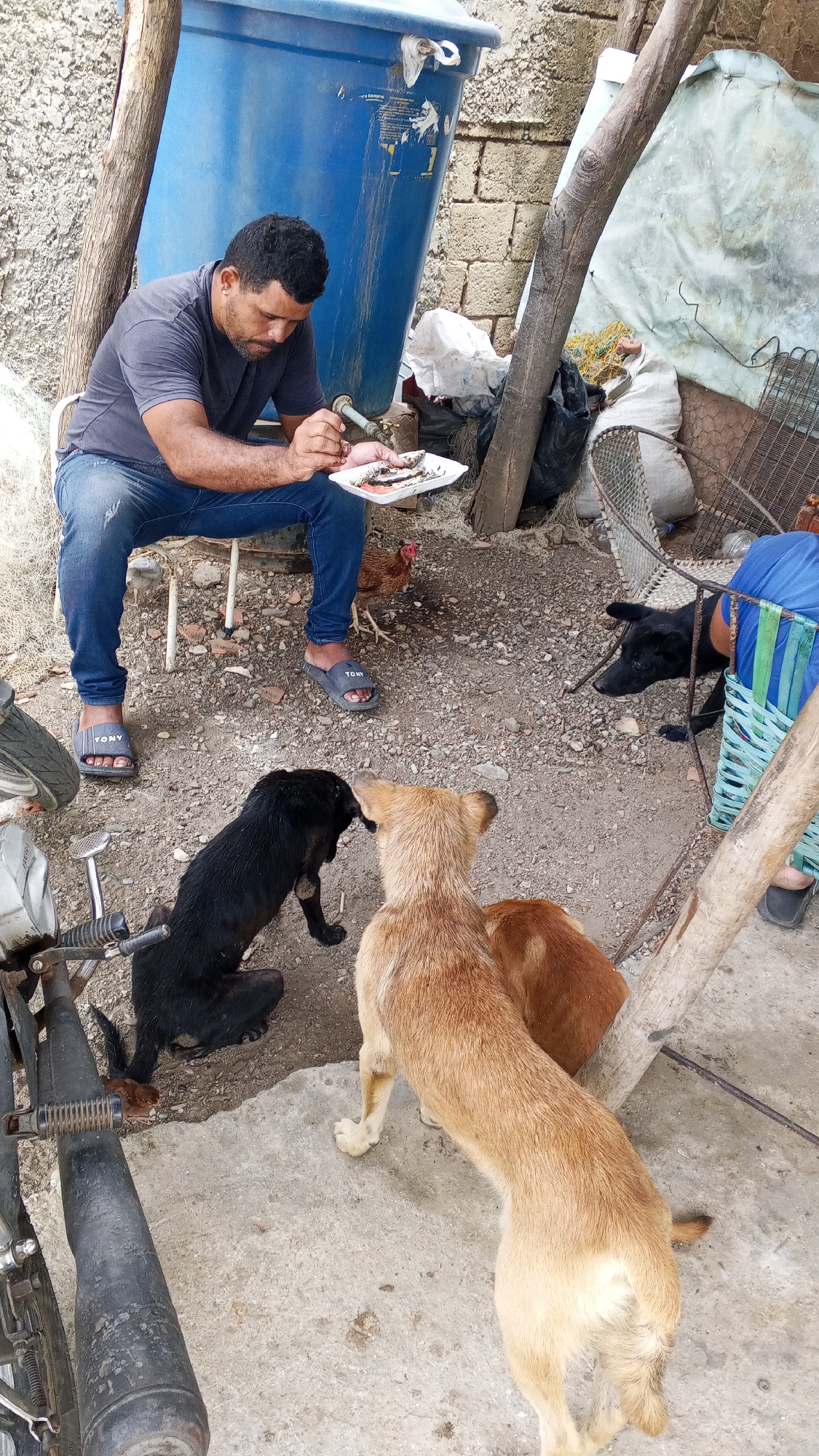 Man cleans fish outdoors as dogs gather nearby