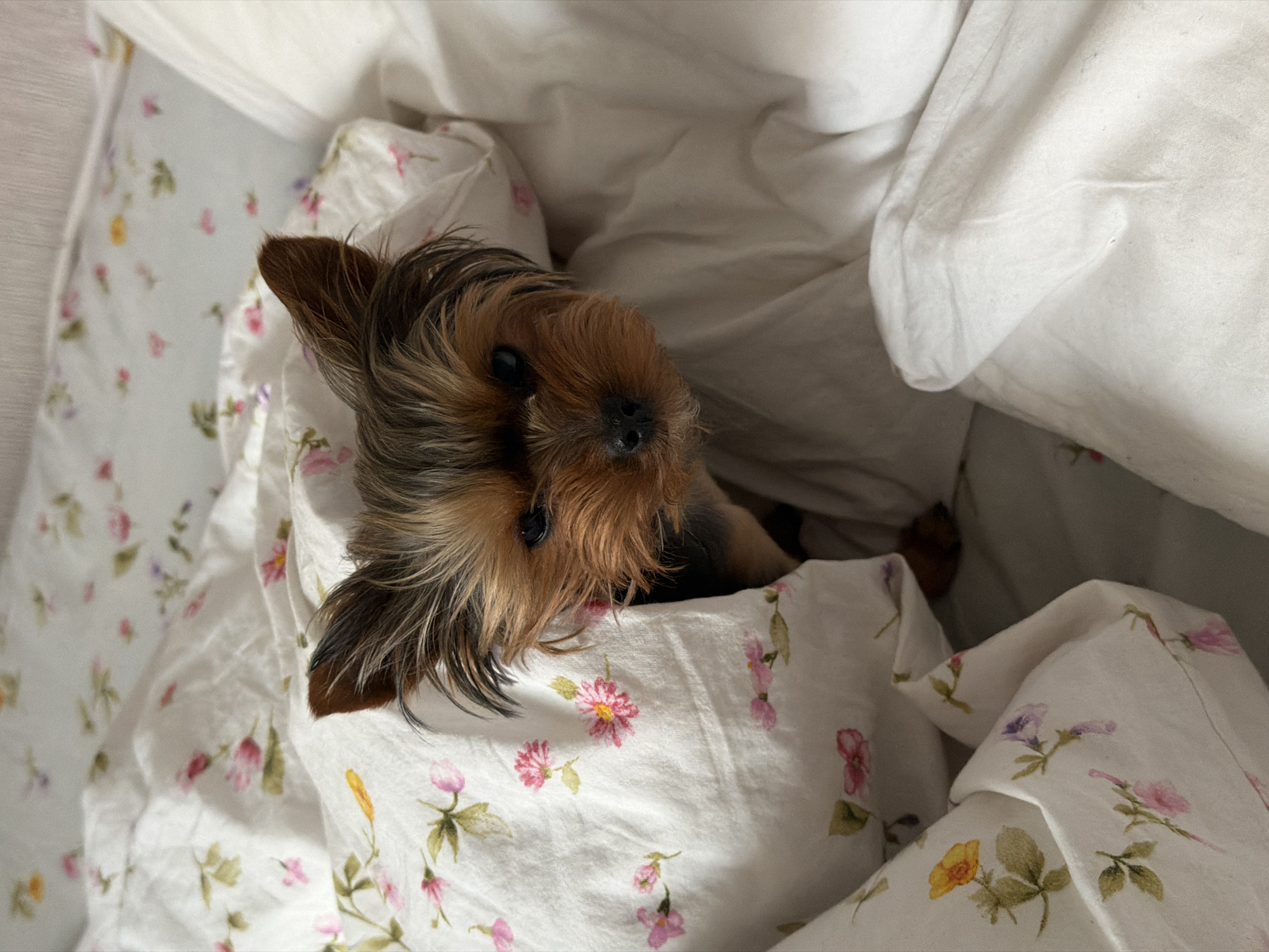 Yorkshire Terrier rests in floral bedsheets in Krasnoyarsk