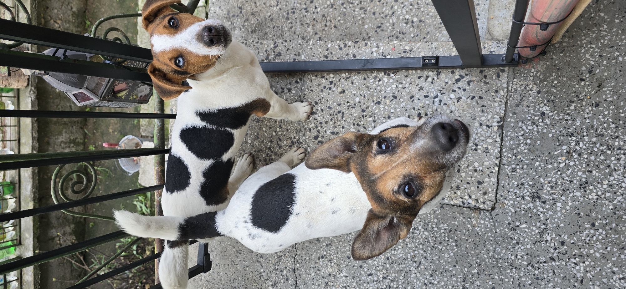Two Jack Russell Terriers spotted on concrete surface in Varna