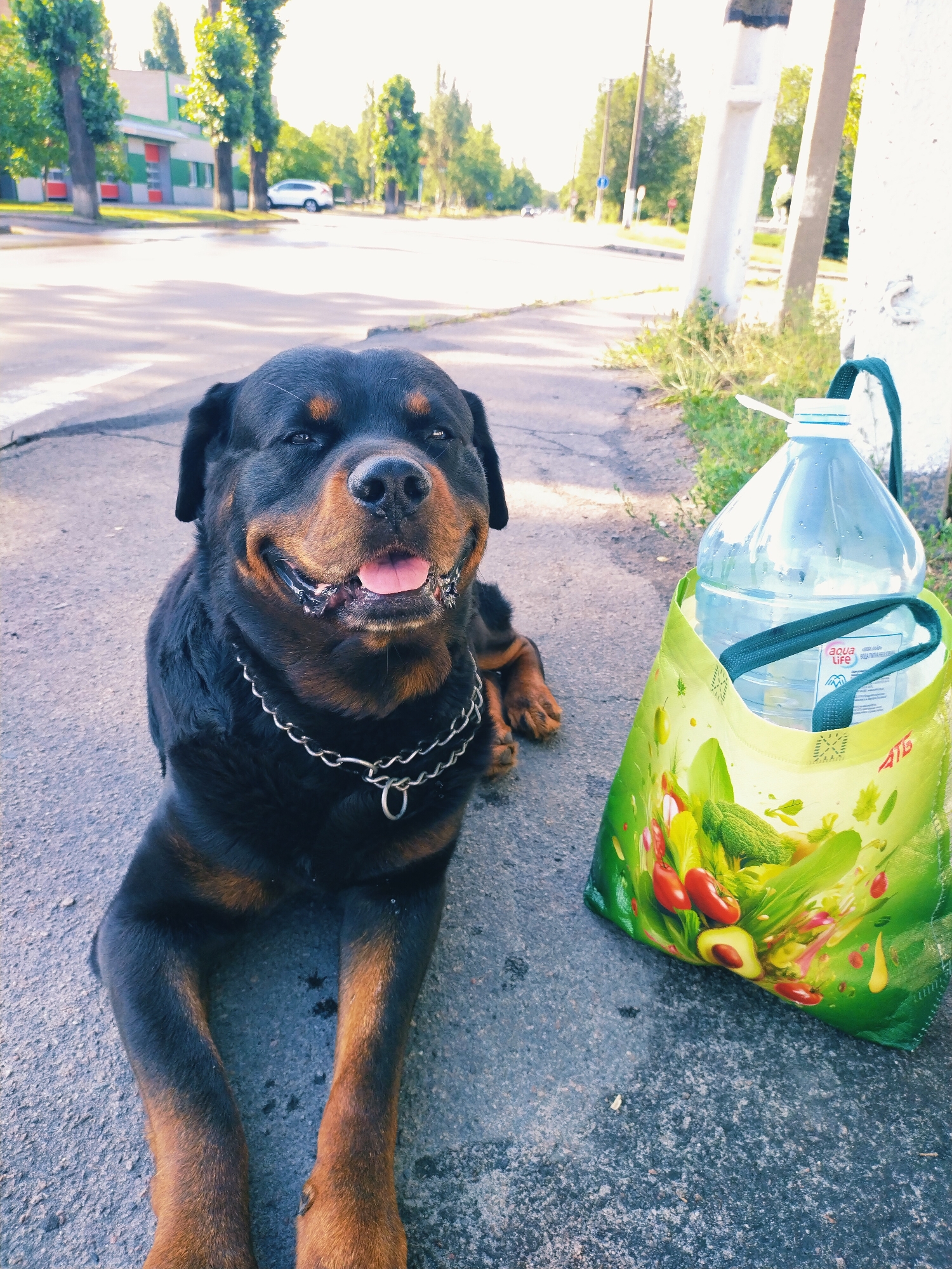 Morning stroll through Horishni Plavni with a Rottweiler in tow