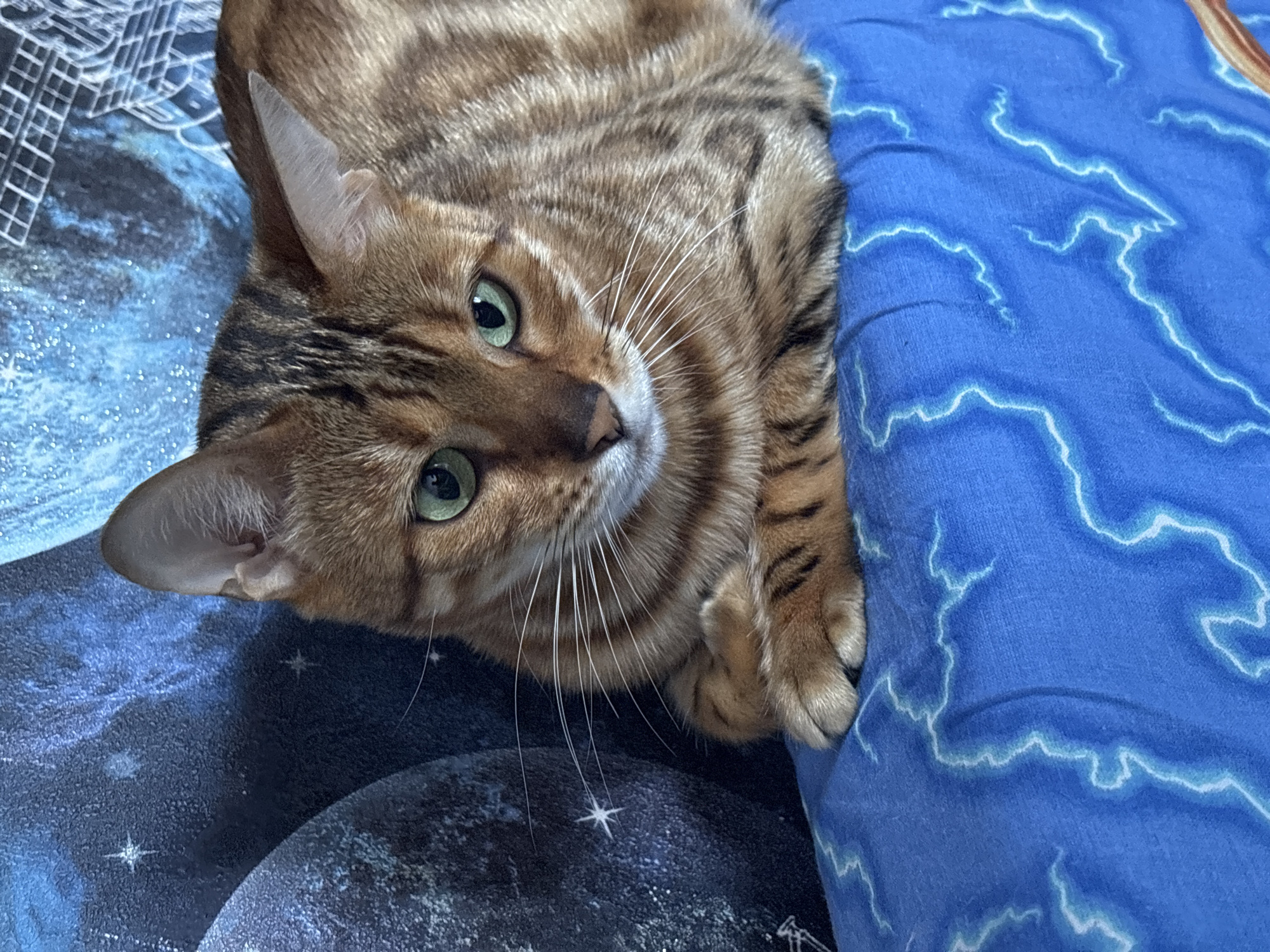 Two Bengal cats lounging and nuzzling on a sunny windowsill