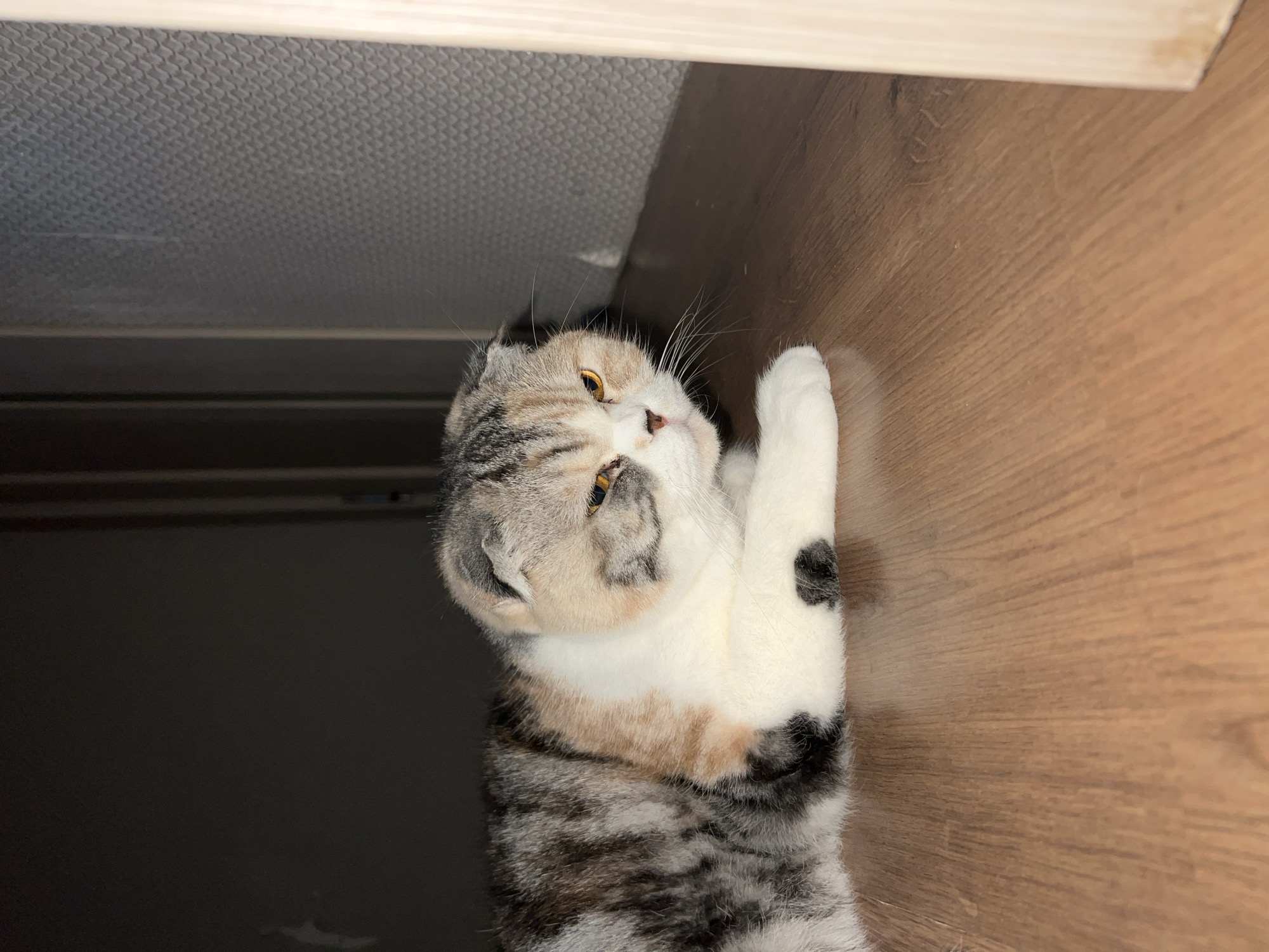 Woman toasts with drink as cat rests nearby in Noviy