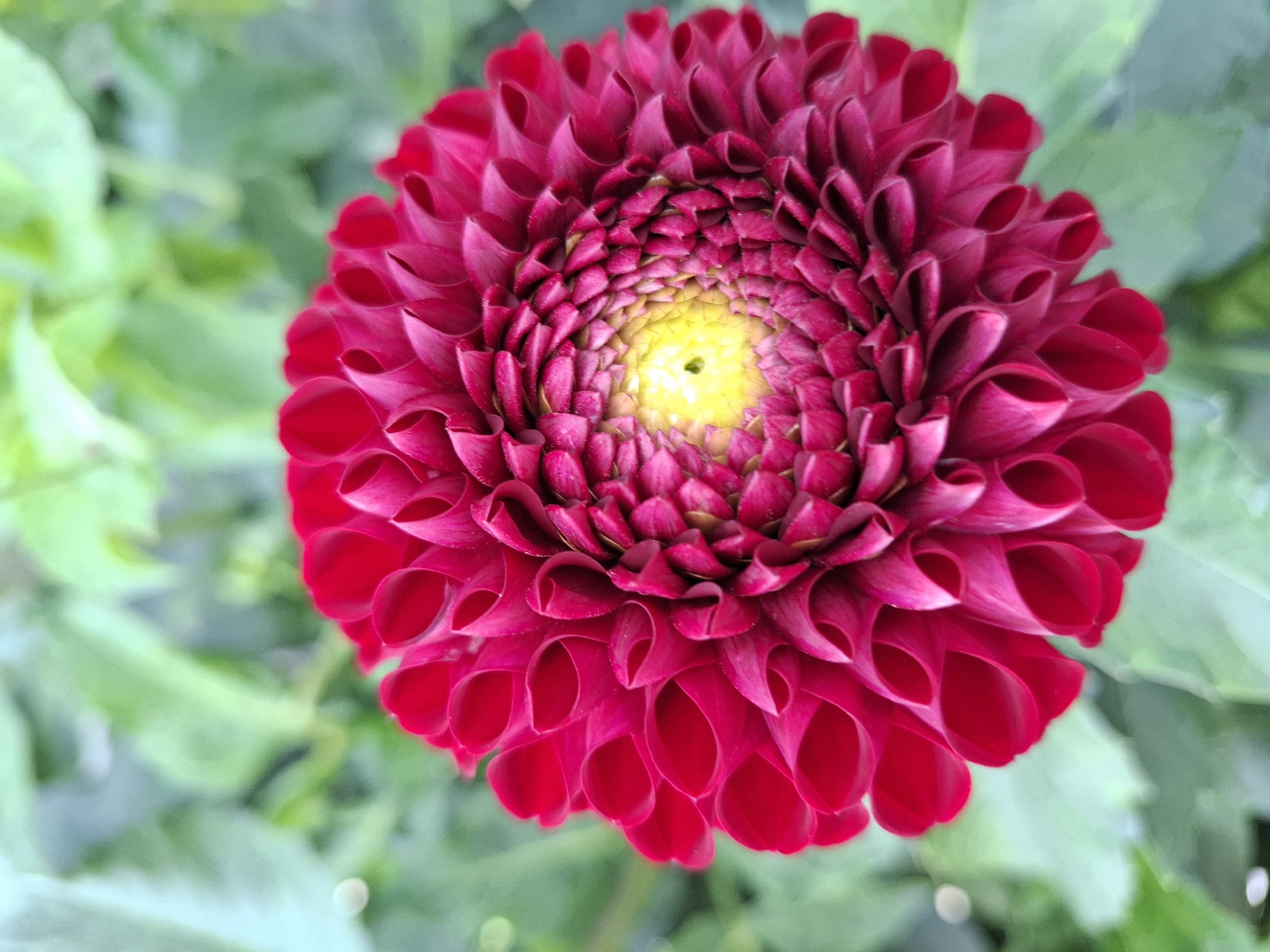 Late summer garden in Tyumen, flowers and vegetables in full swing