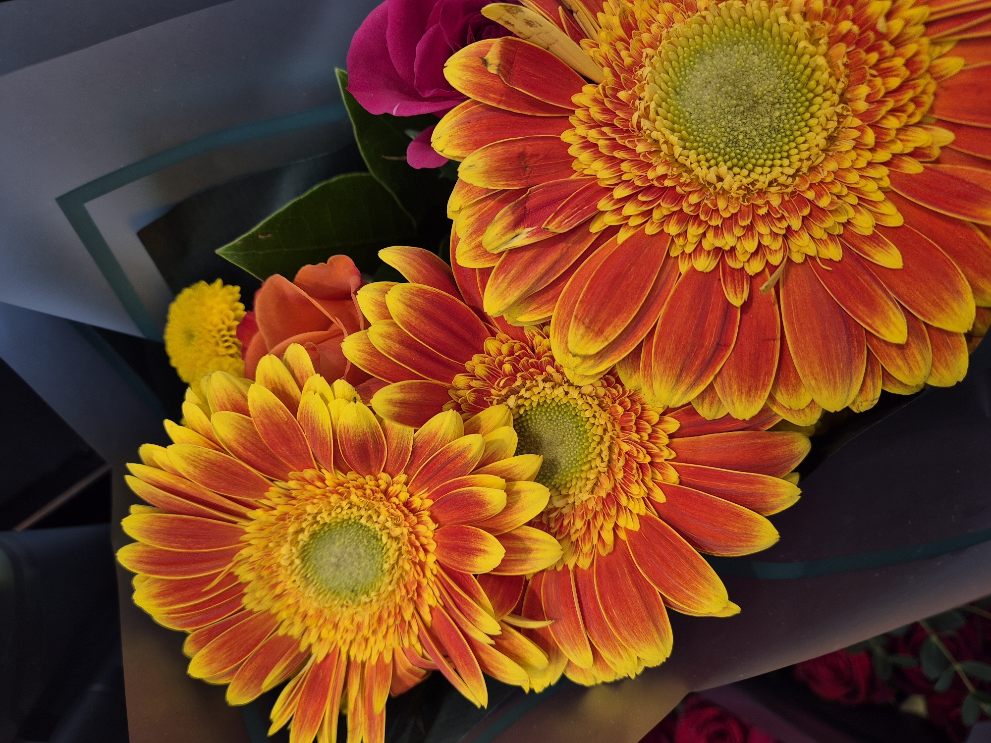 Fresh gerbera daisy bouquet photographed in West Suffolk