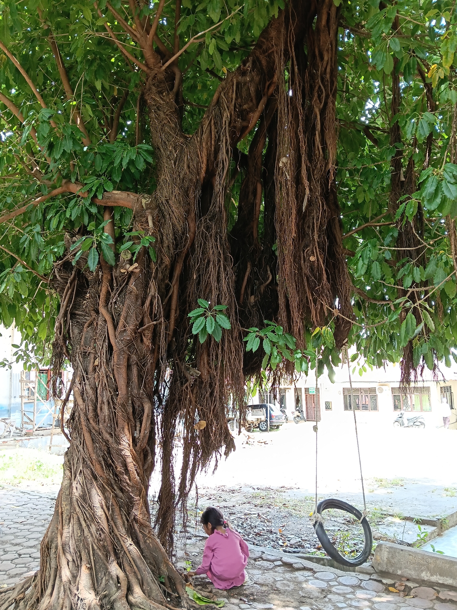 Morning scenes captured in tree-lined Lhokseumawe park area