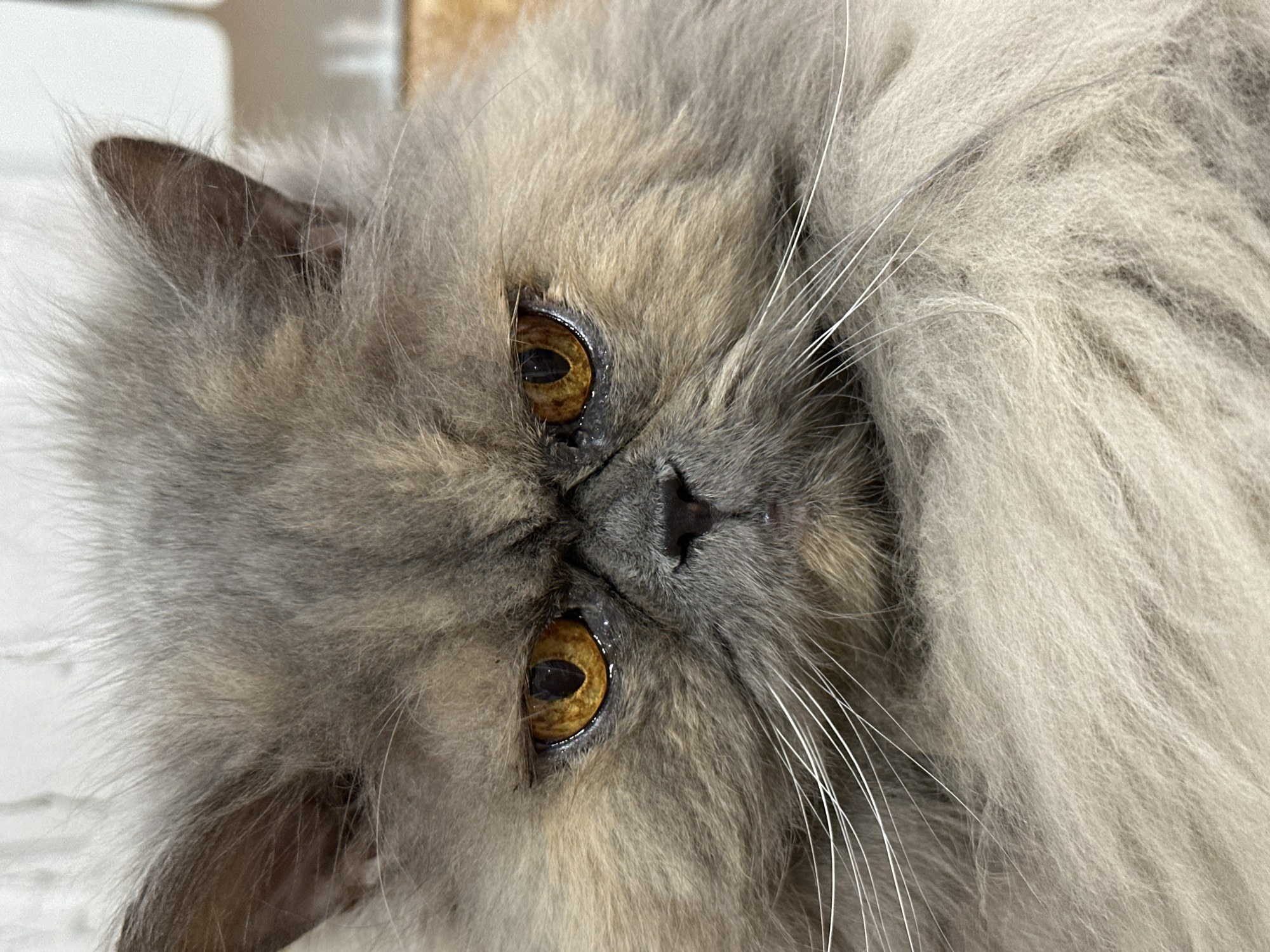 Early morning domestic moments with Persian cat in Chaikovsky