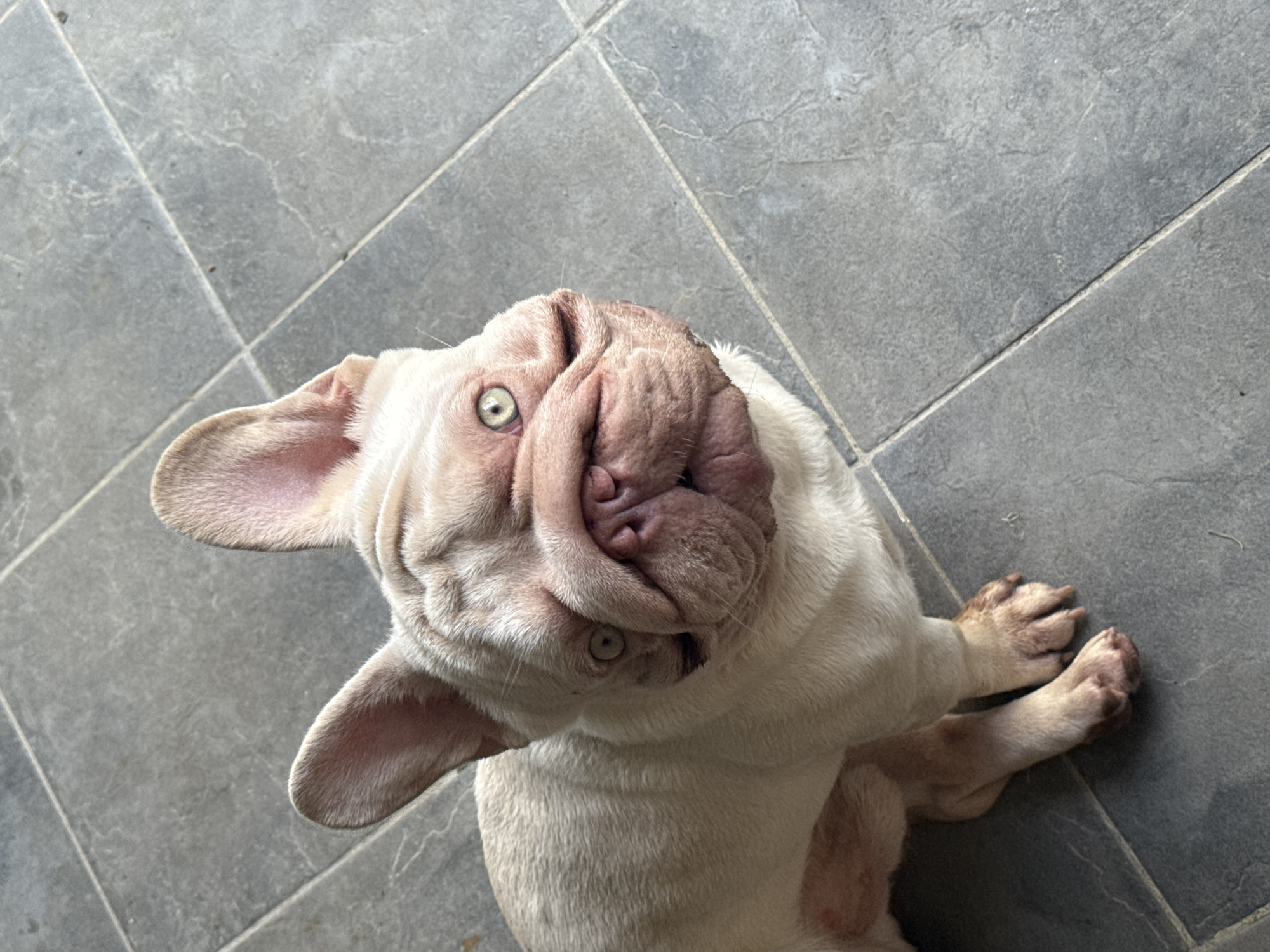 French Bulldog hanging out indoors and outside, including a kiddie pool
