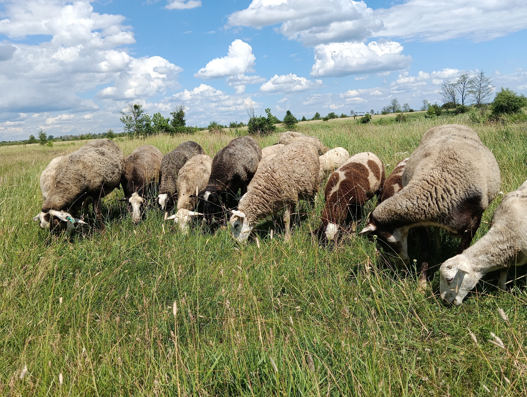 Sheep grazing, roaming, and resting across open rural fields