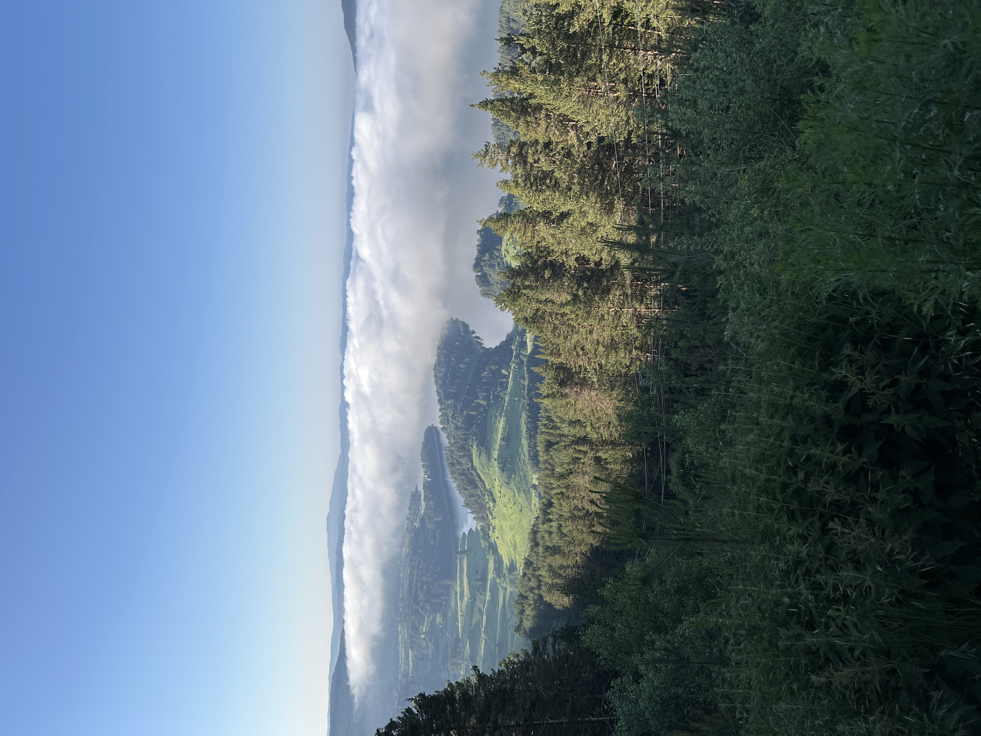 Dawn aerial views capture cloud-filled mountain valley through pine trees