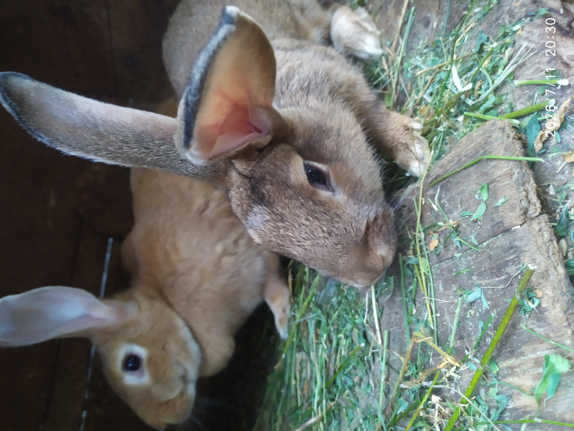Backyard farm animals and garden in Skala-Podilska, Ukraine