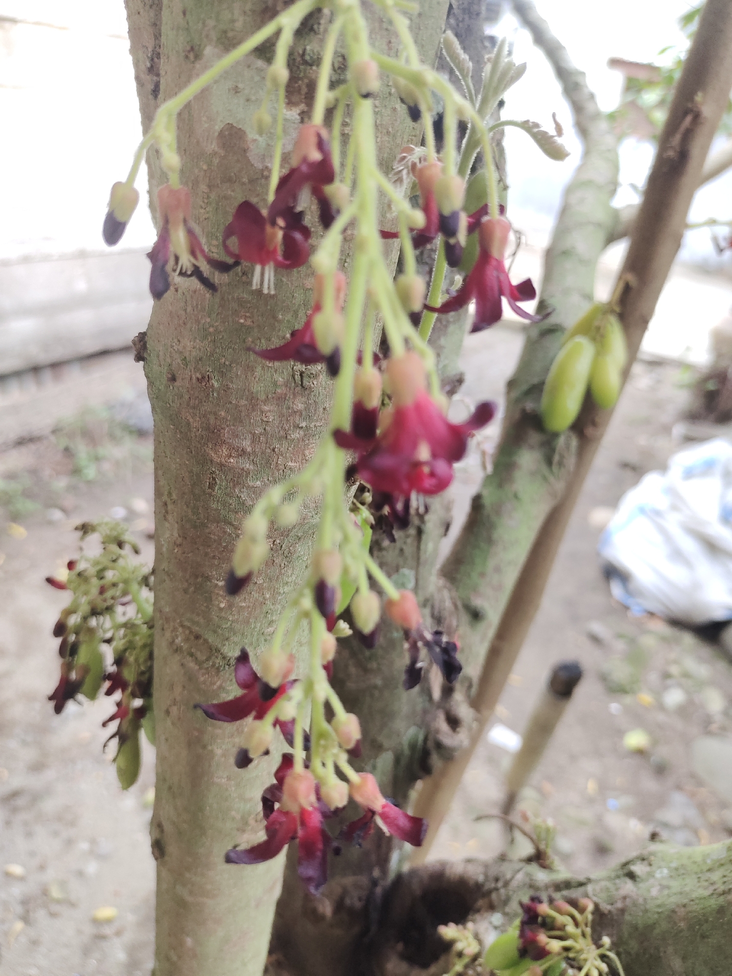 Rural Indonesia morning: bilimbi trees and backyard poultry documented
