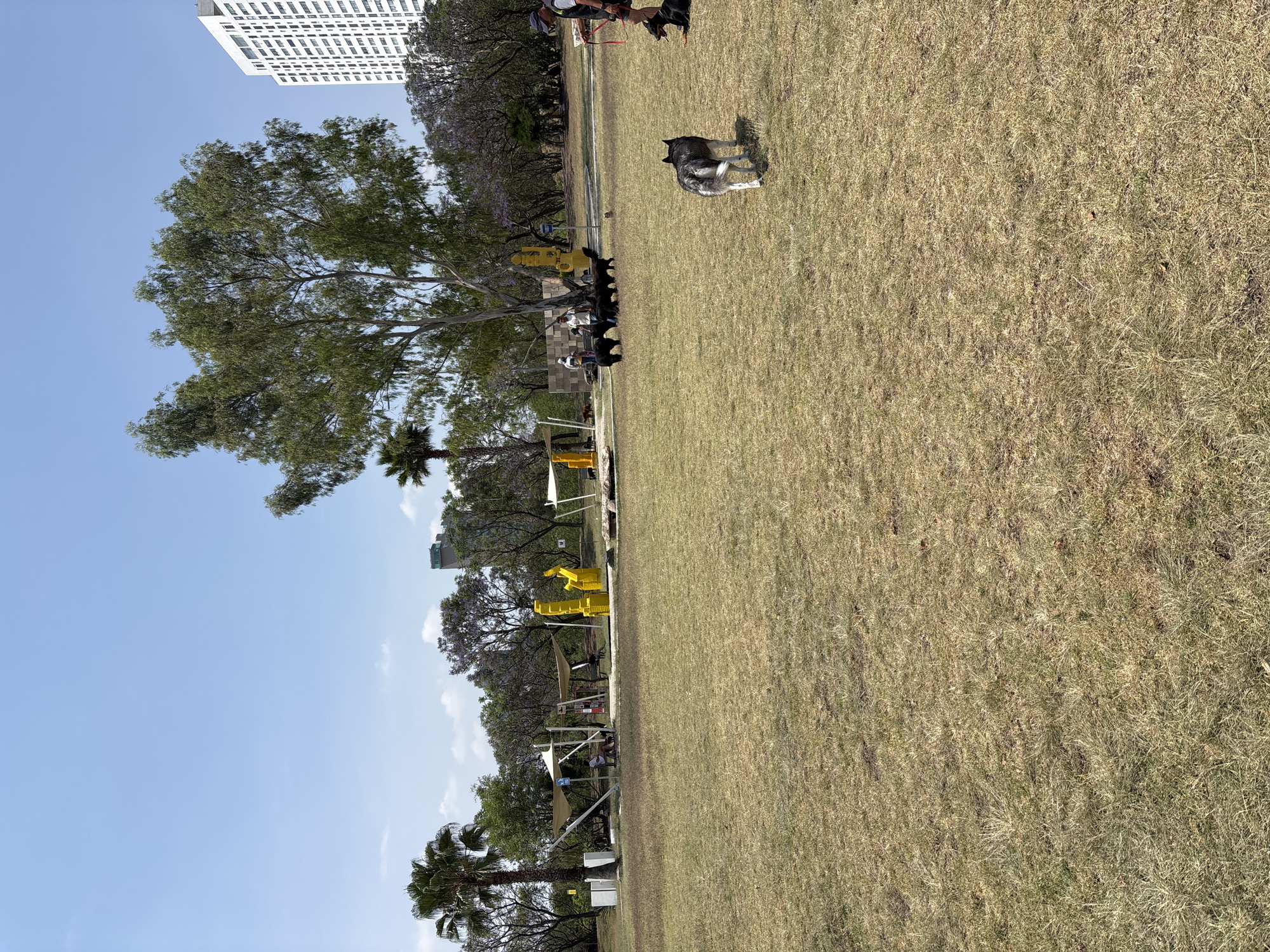 Dog owners gather for informal meetup at Mexican park