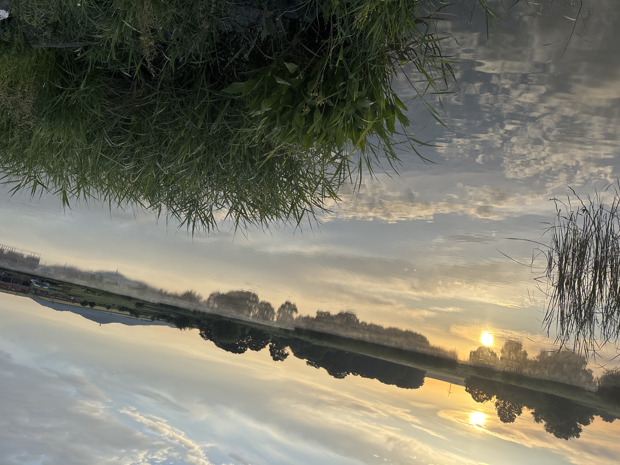 Natural water scene with vegetation captured by witness