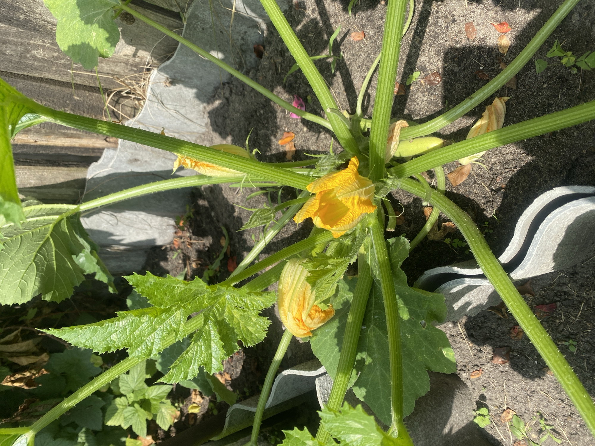 Backyard garden plants in Brest, Belarus, summer morning