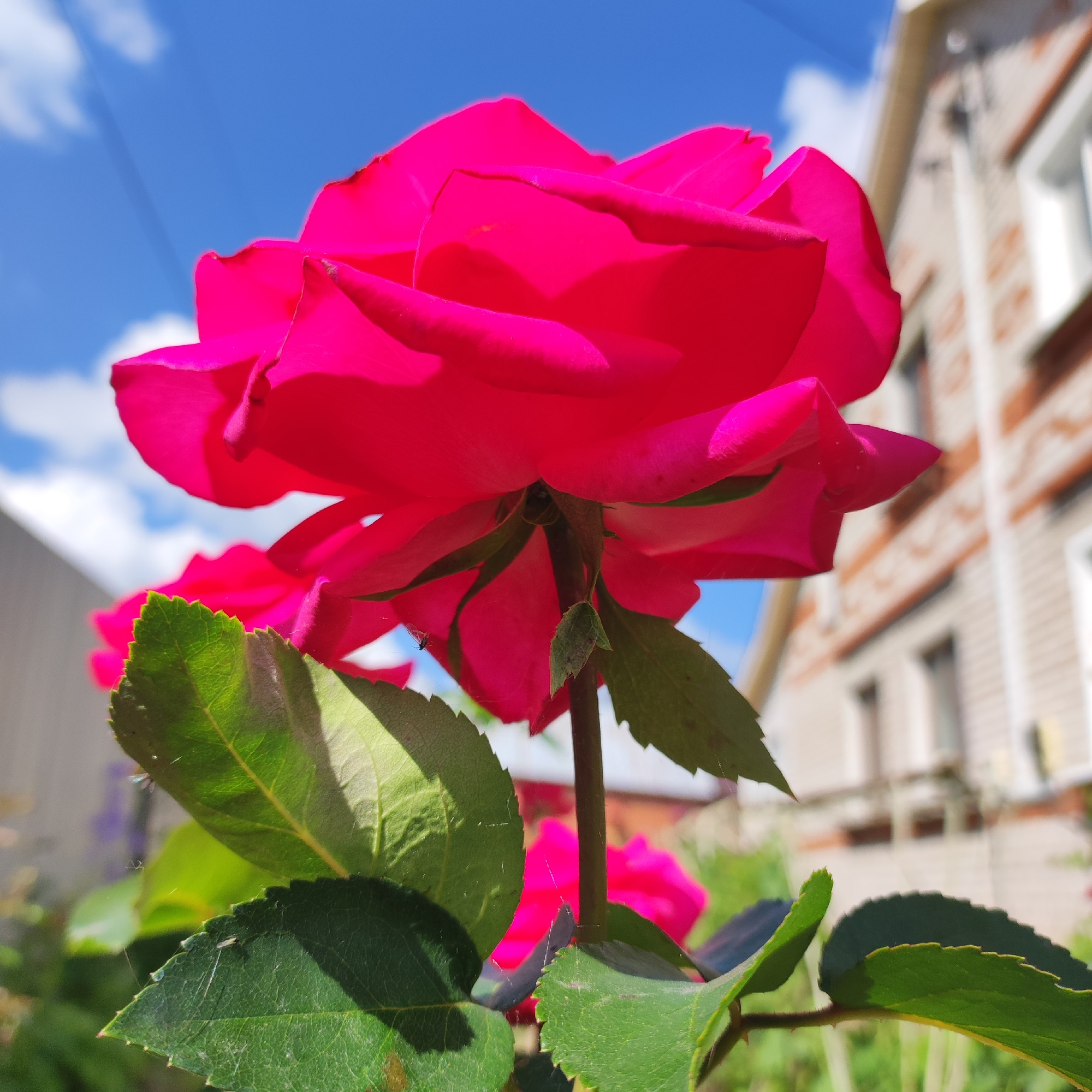 Roses in full bloom on a summer morning in Navoloki