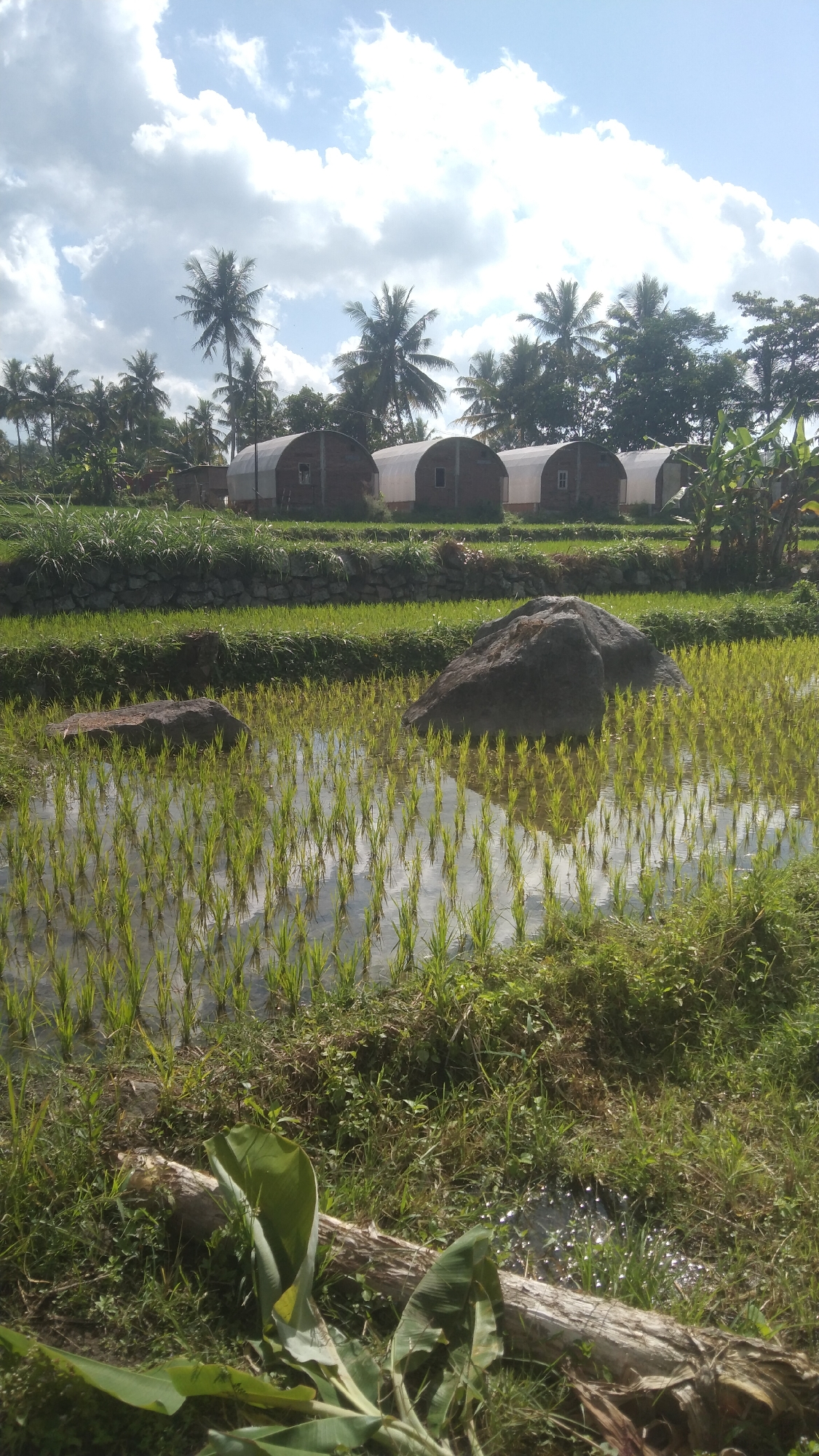 Rural Argomulyo: rice paddies, tropical fruit, and feeding fish