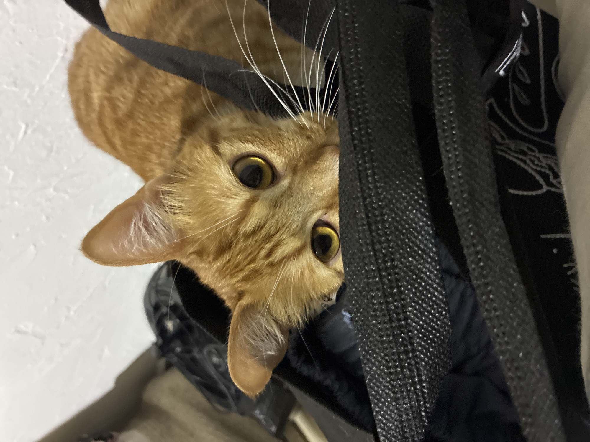 Orange tabby cat spotted in two positions in Mexico City home