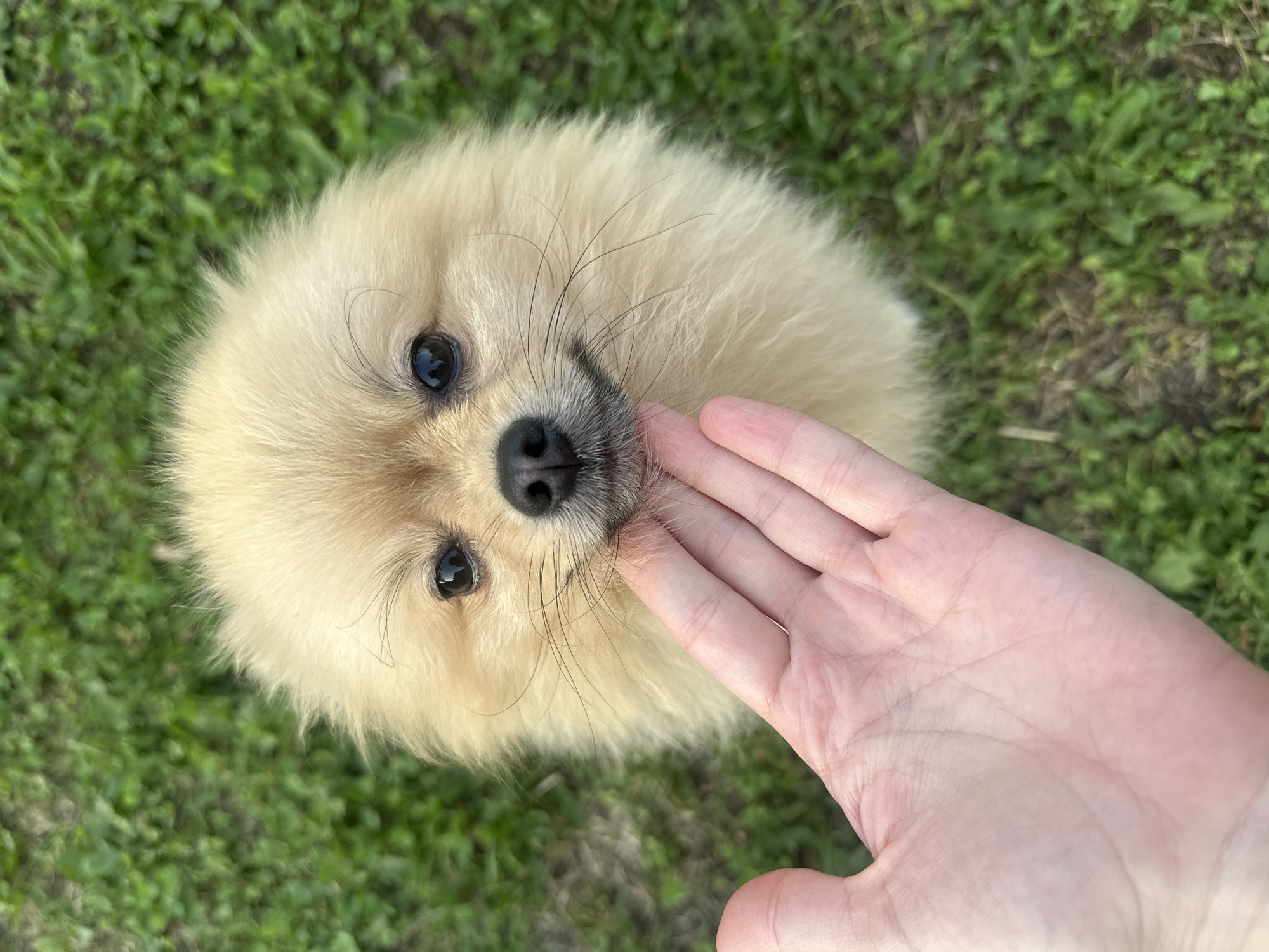 Pomeranian pup enjoys a backyard summer evening in rural Russia