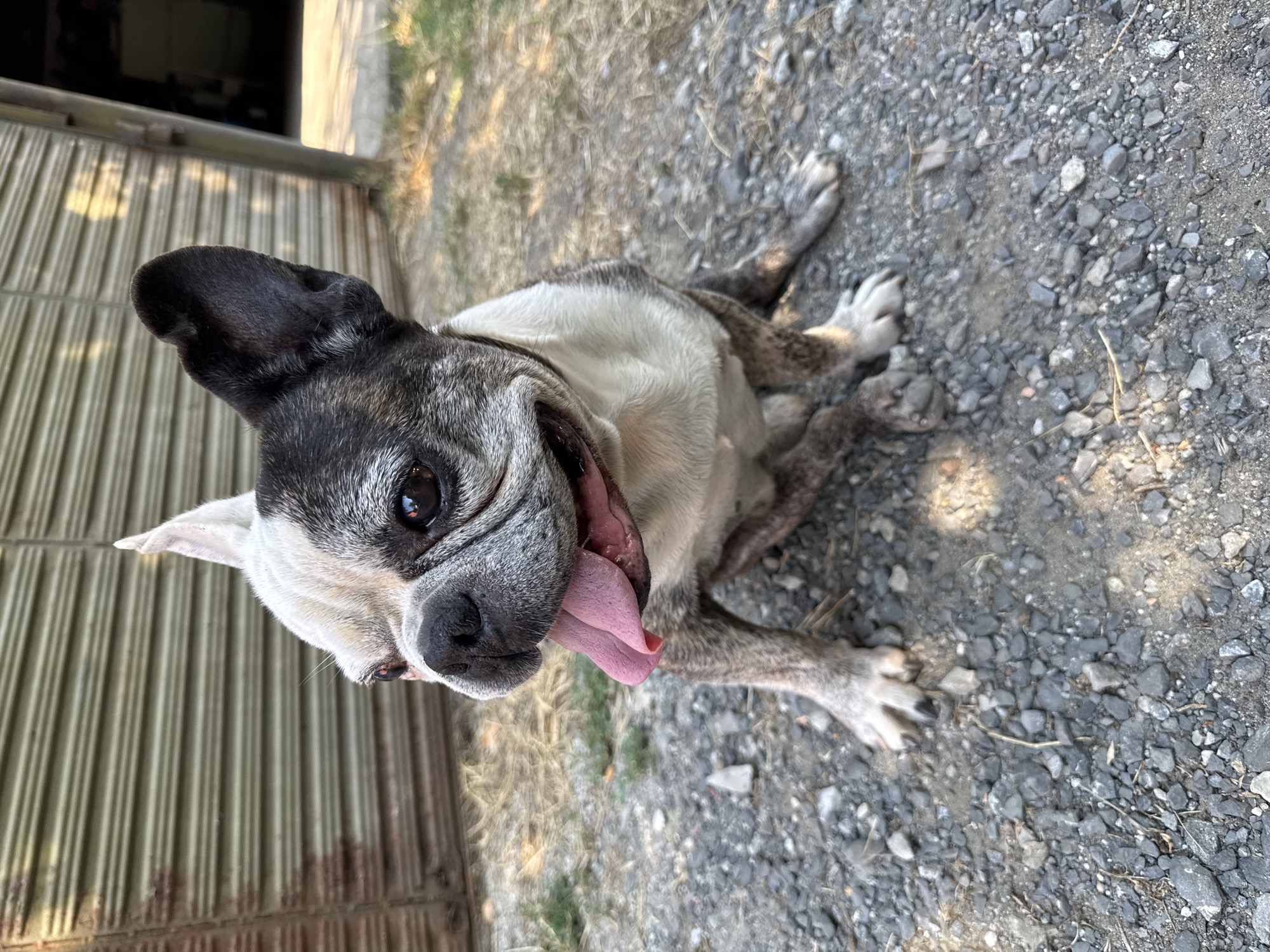French Bulldog chilling outside a metal building in Aytos
