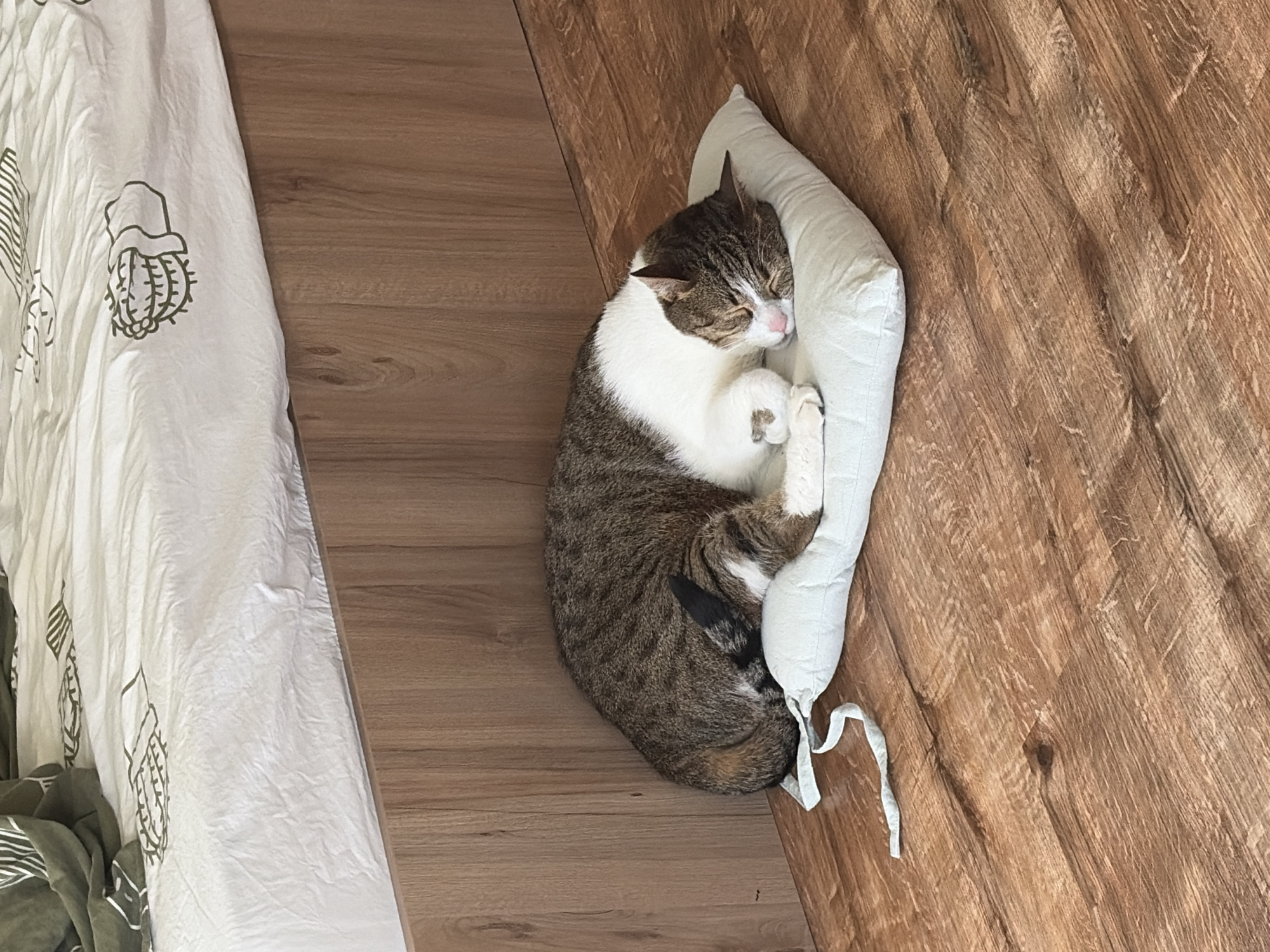 Cat sleeps peacefully indoors on grey cushion
