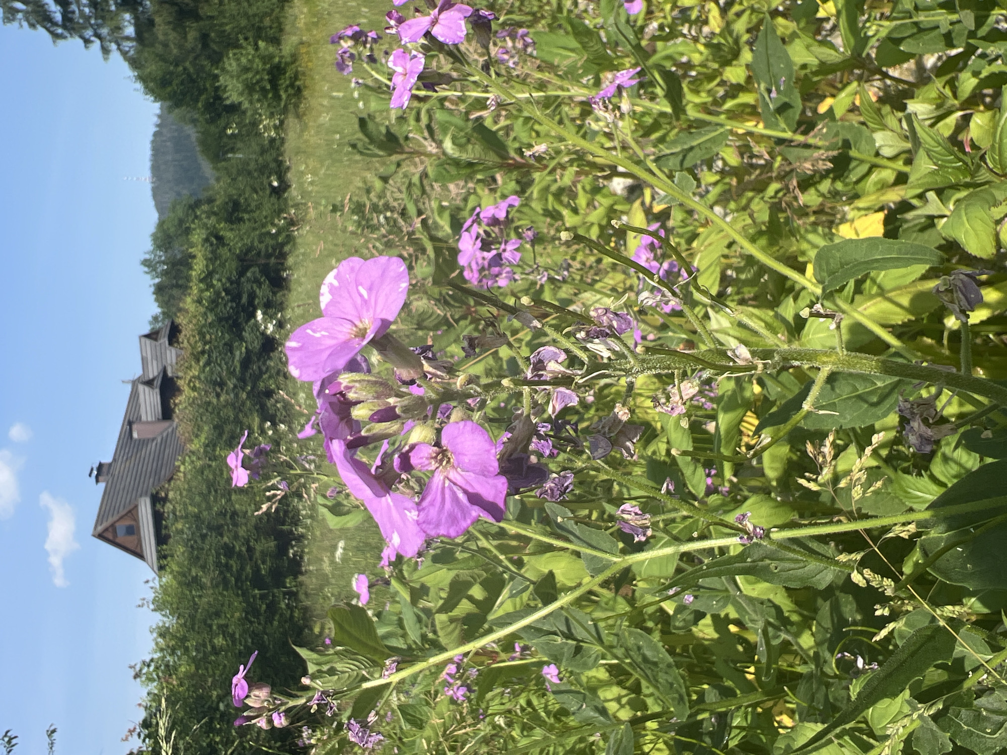 Summer morning in Zakopane's meadows with Tatra mountain views