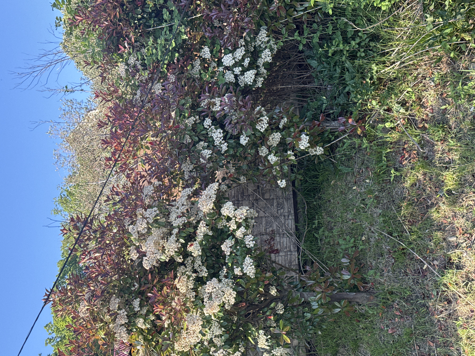 Casual photo walk captures flowering Sochi streetscapes and Olympic venues