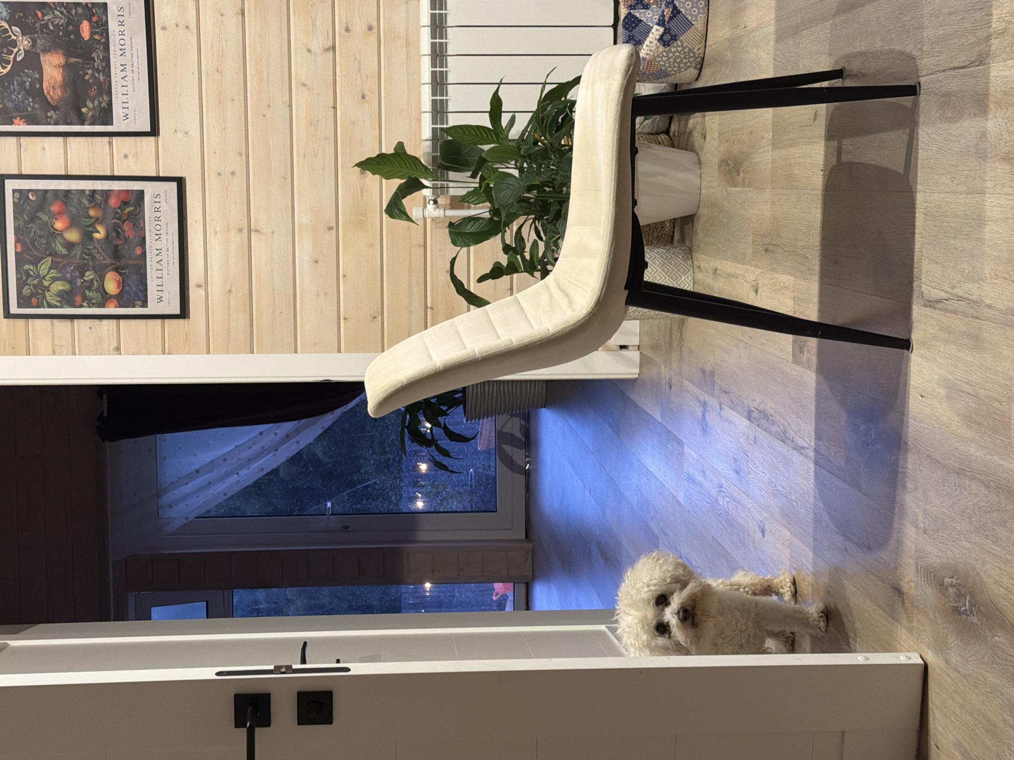 Dogs at a Russian dacha, indoors and out on a summer afternoon