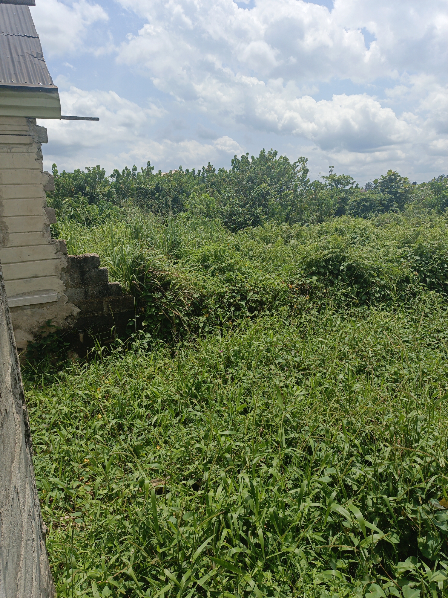 Overgrown vacant lot documented next to abandoned building structure