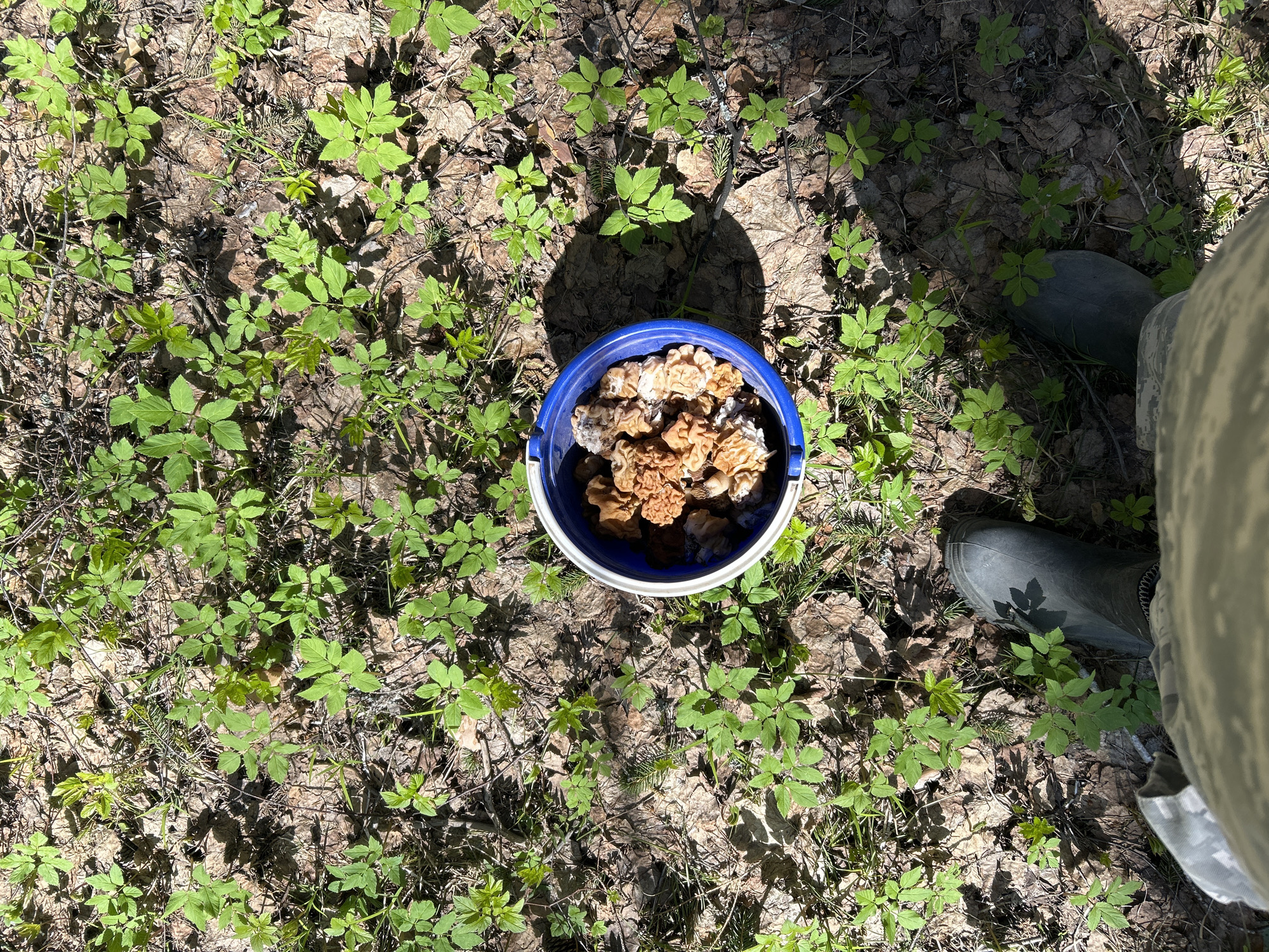 Woman forages brain mushrooms in Russian forest near Ural'skoe