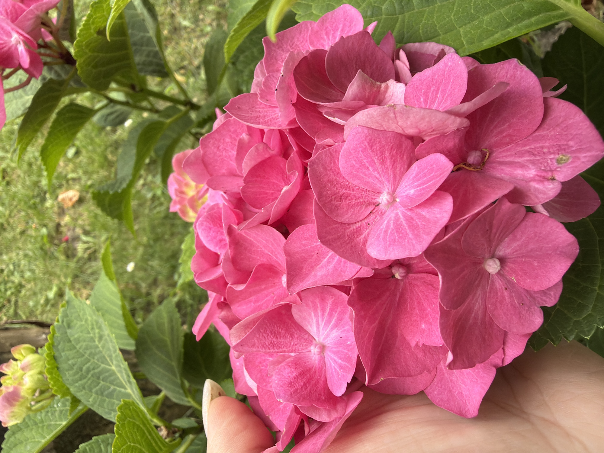 Backyard morning in Kozova: a playful dog and garden in bloom