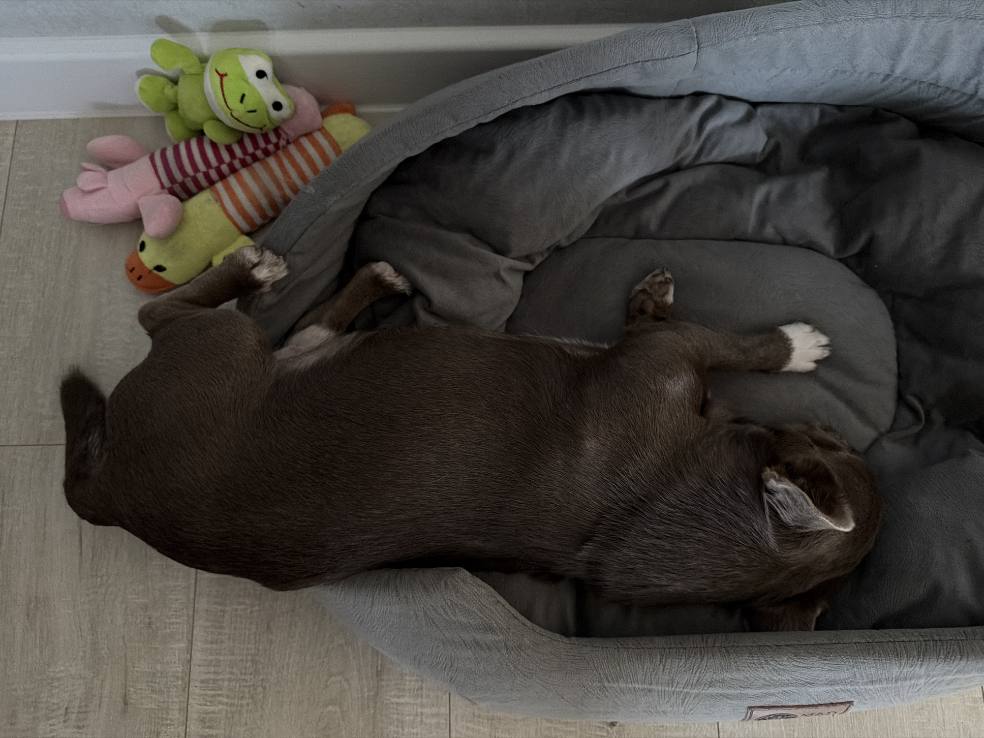 Dog sleeps peacefully with plush toys in Votkinsk home