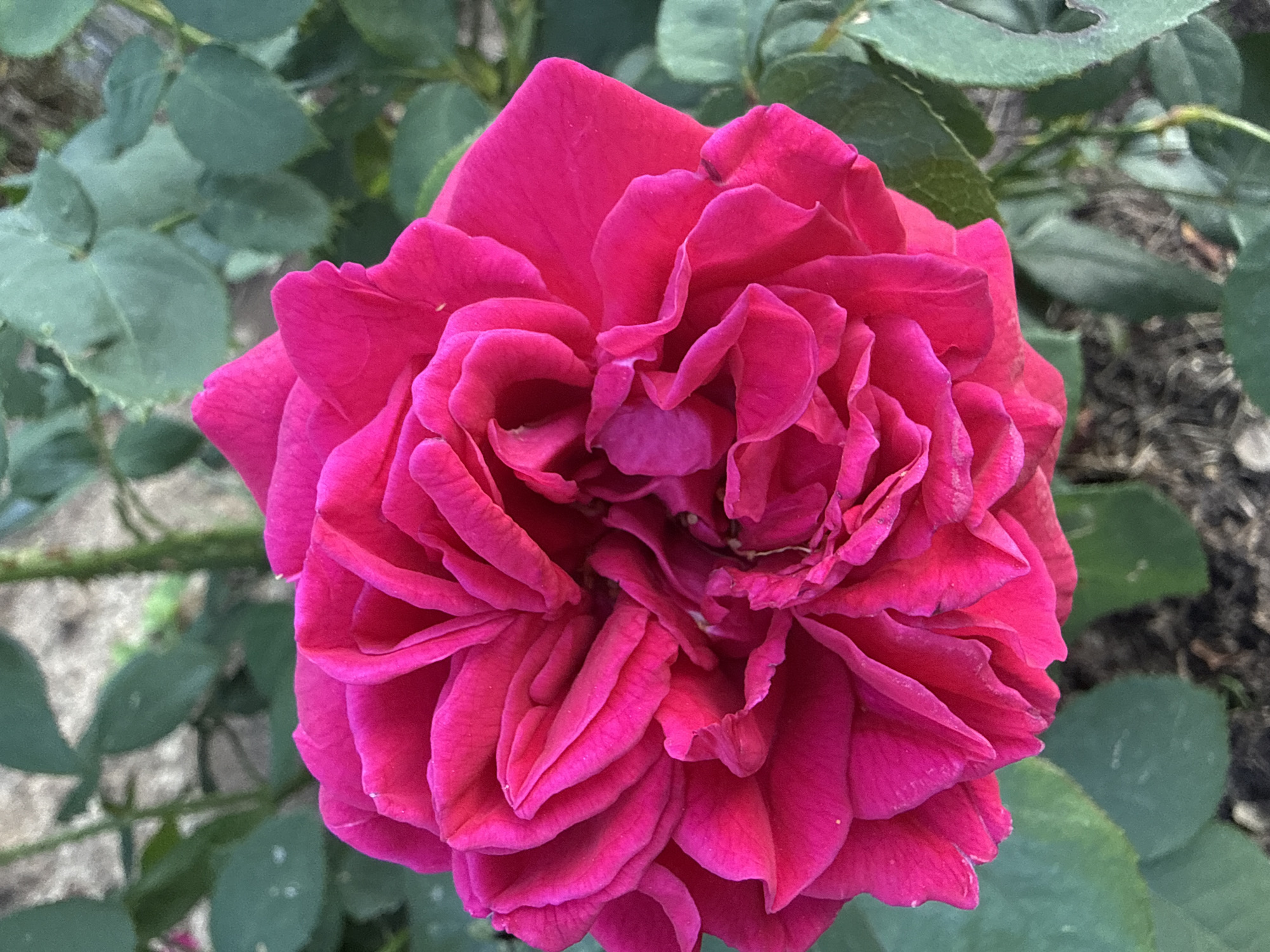 Garden flowers in close-up, Ihringshausen