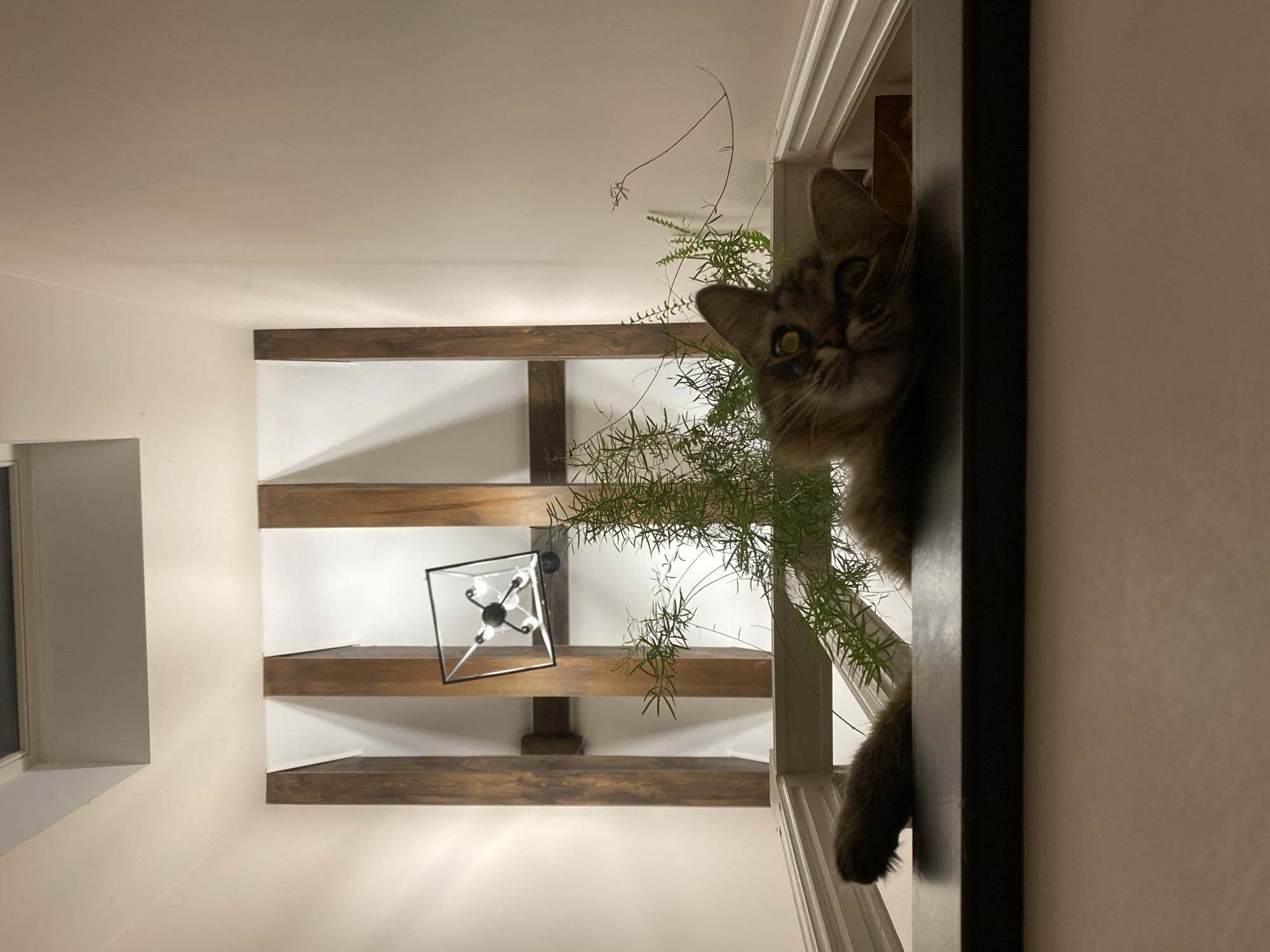 Domestic scenes documented in Lobnya: cat, cobweb observations