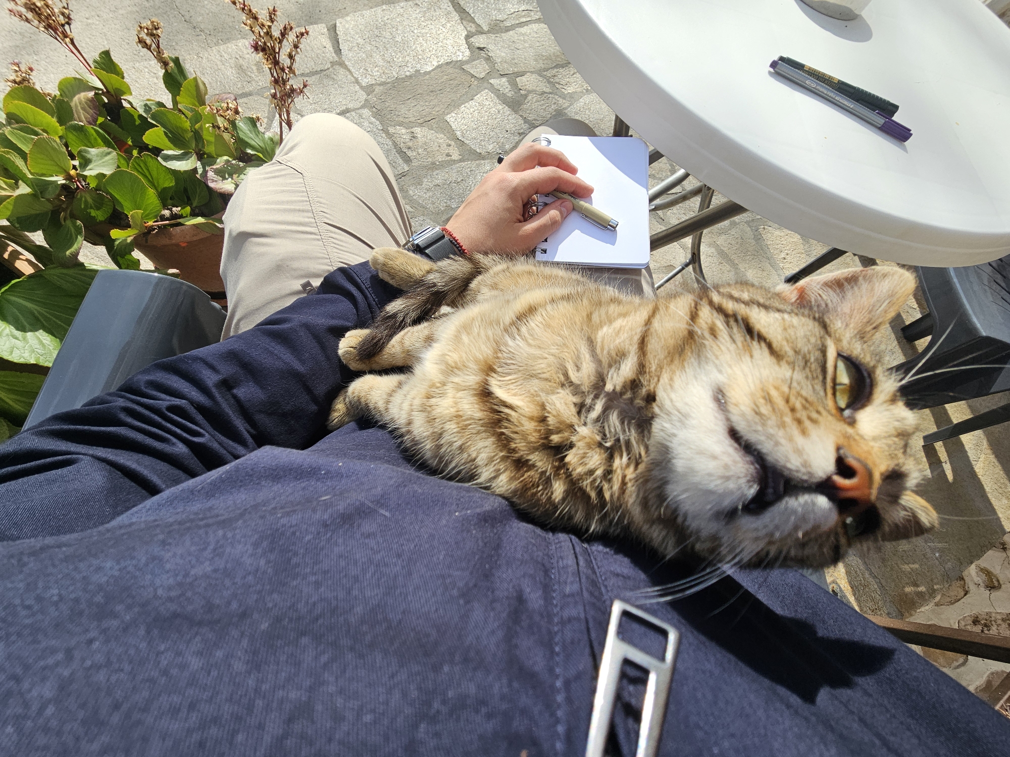 Cat relaxes on lap during sunny afternoon in Melnik
