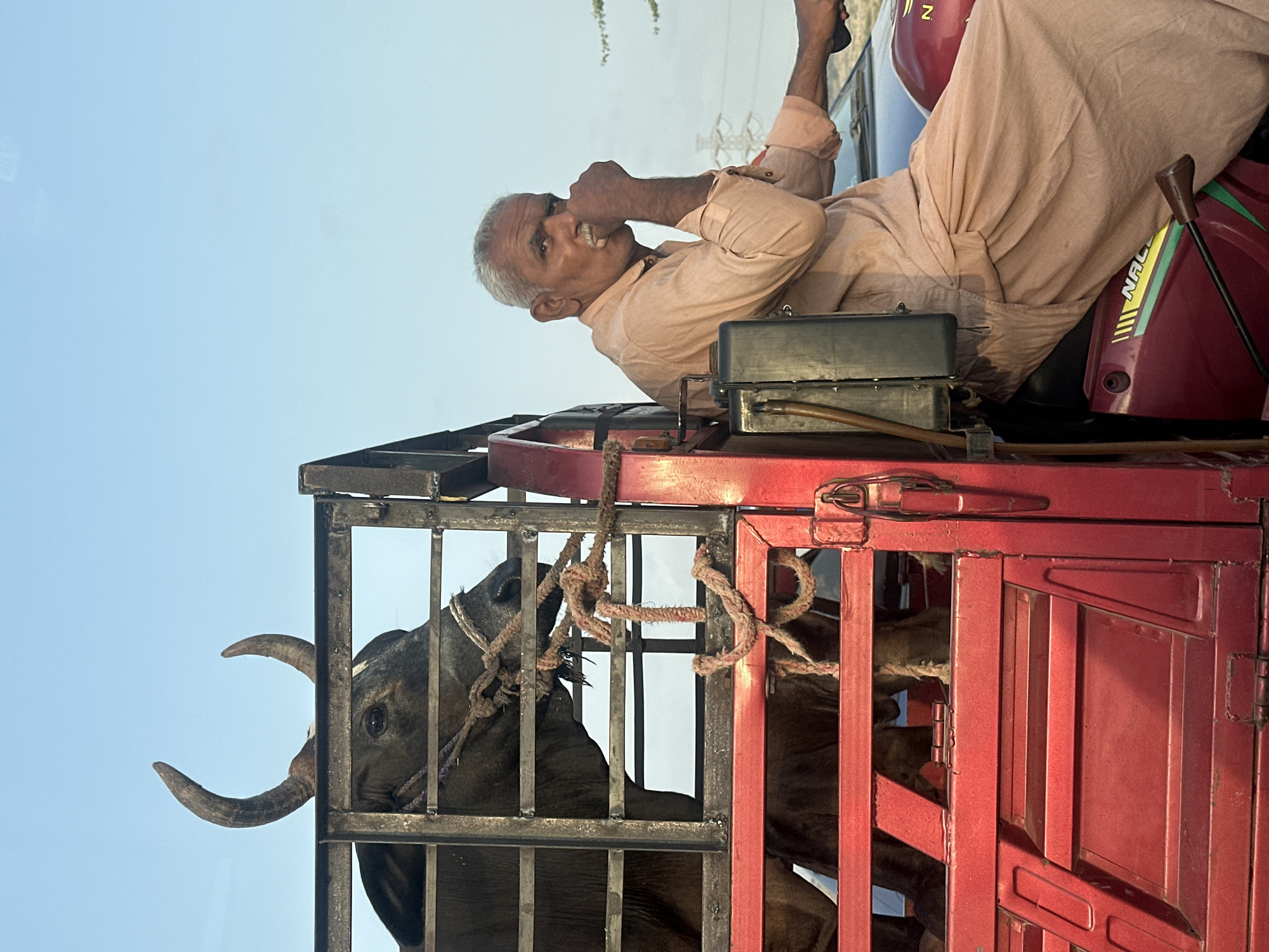Red tuk-tuk hauling cattle through Hub, Pakistan