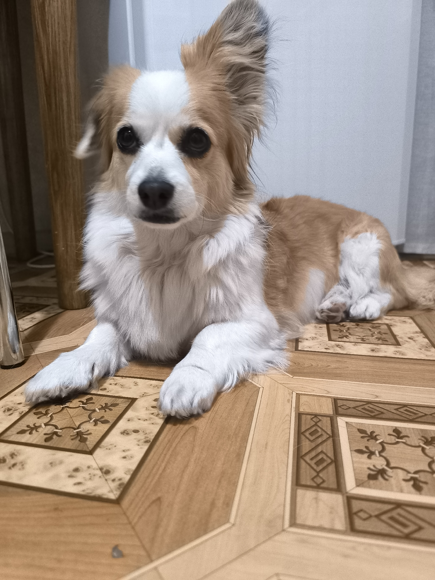 Home life with pet in Ukrainian apartment