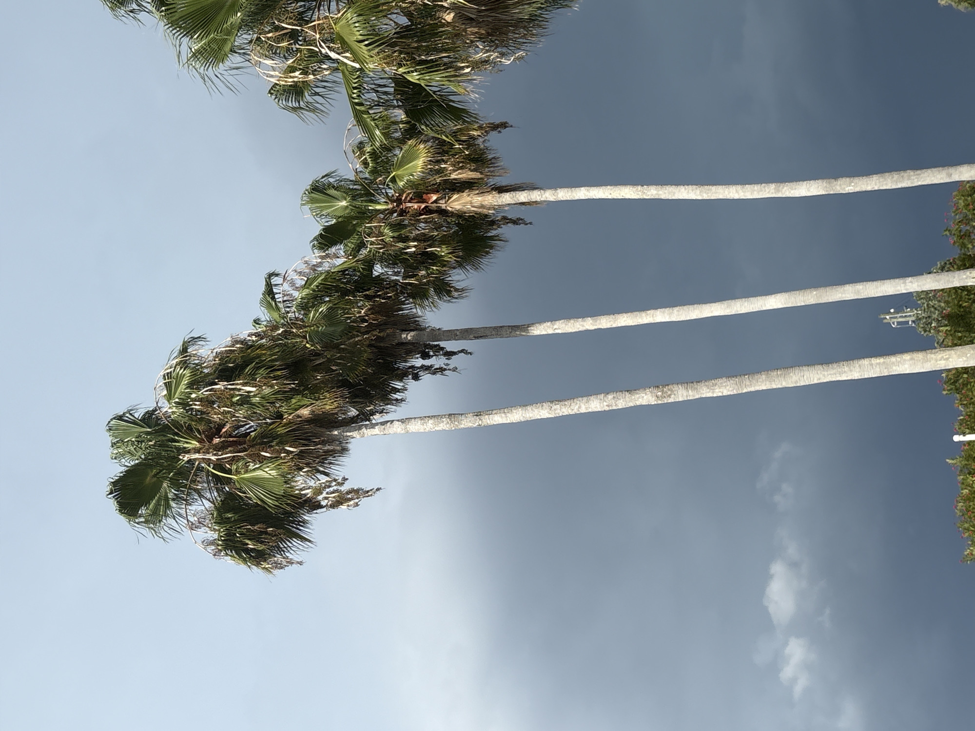 Storm clouds gathering behind palm trees in Sarasota