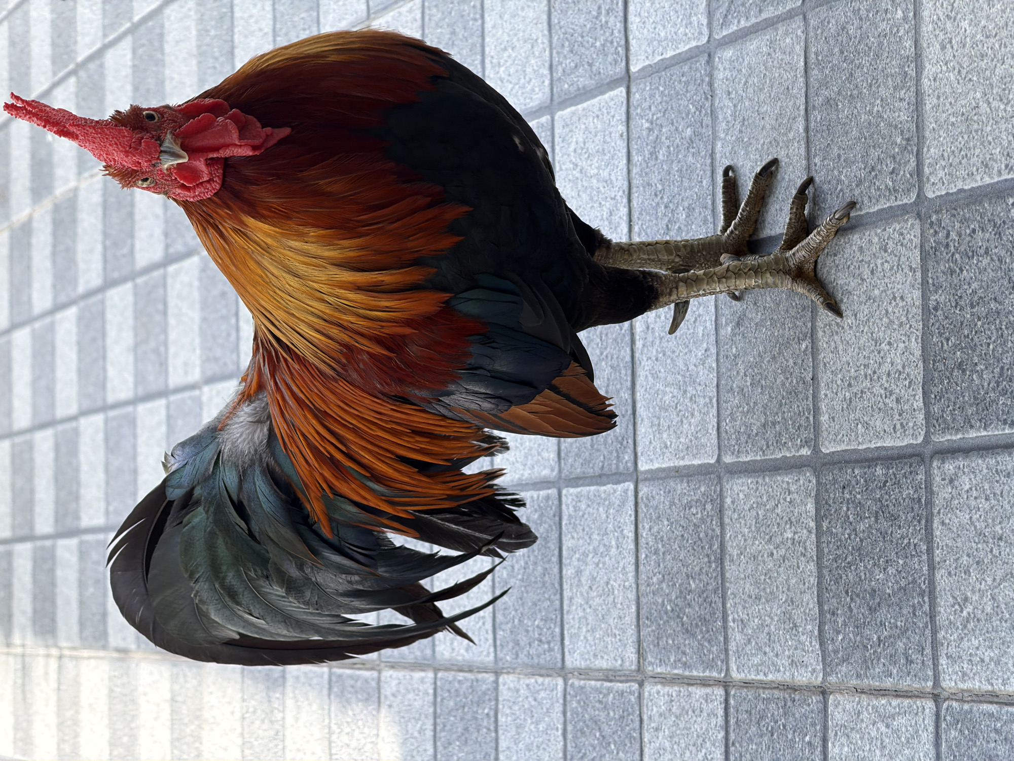 Slow morning at a Baan Plai Laem property, rooster included