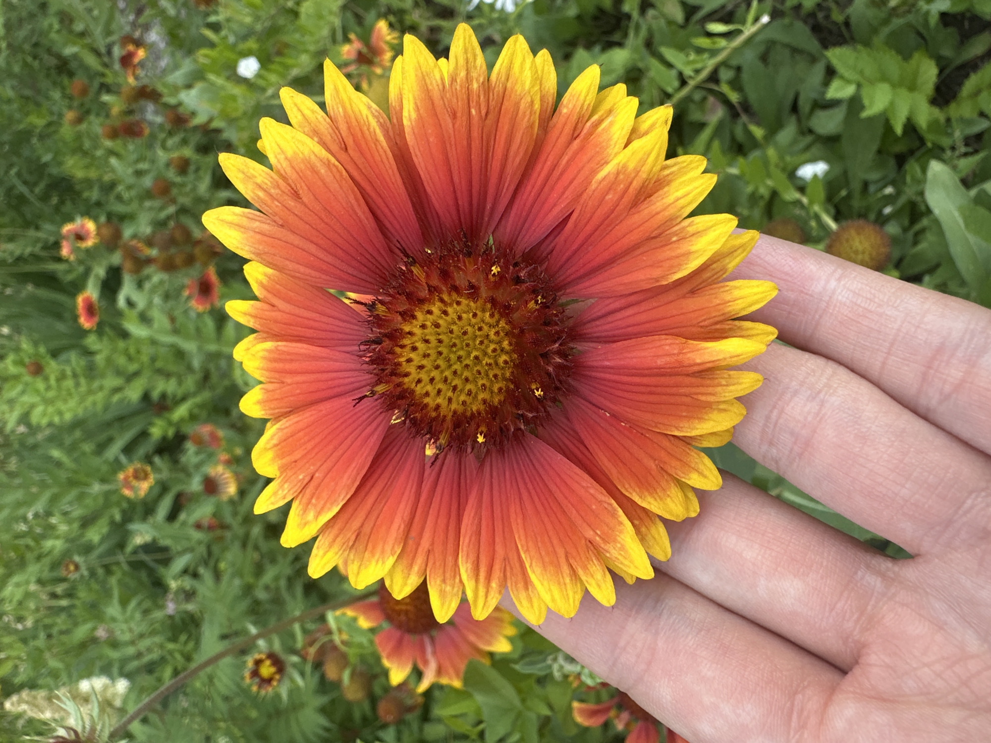 Close-up garden flowers in Togliatti, Russia