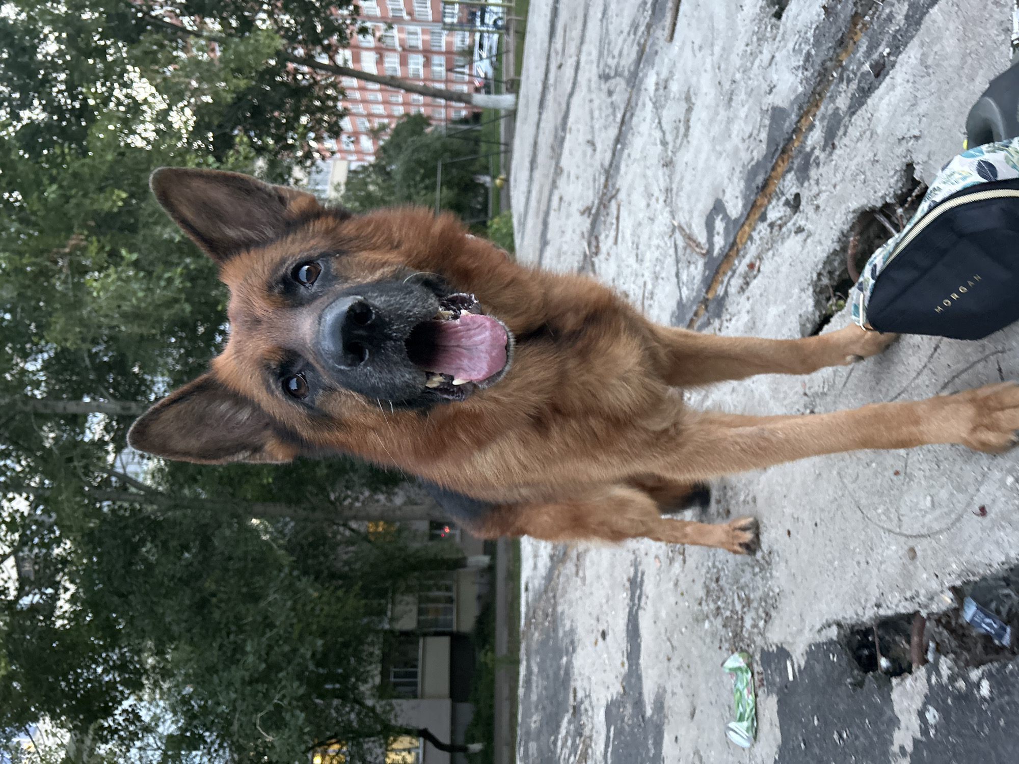 German Shepherd up close, tongue out, full panting mode