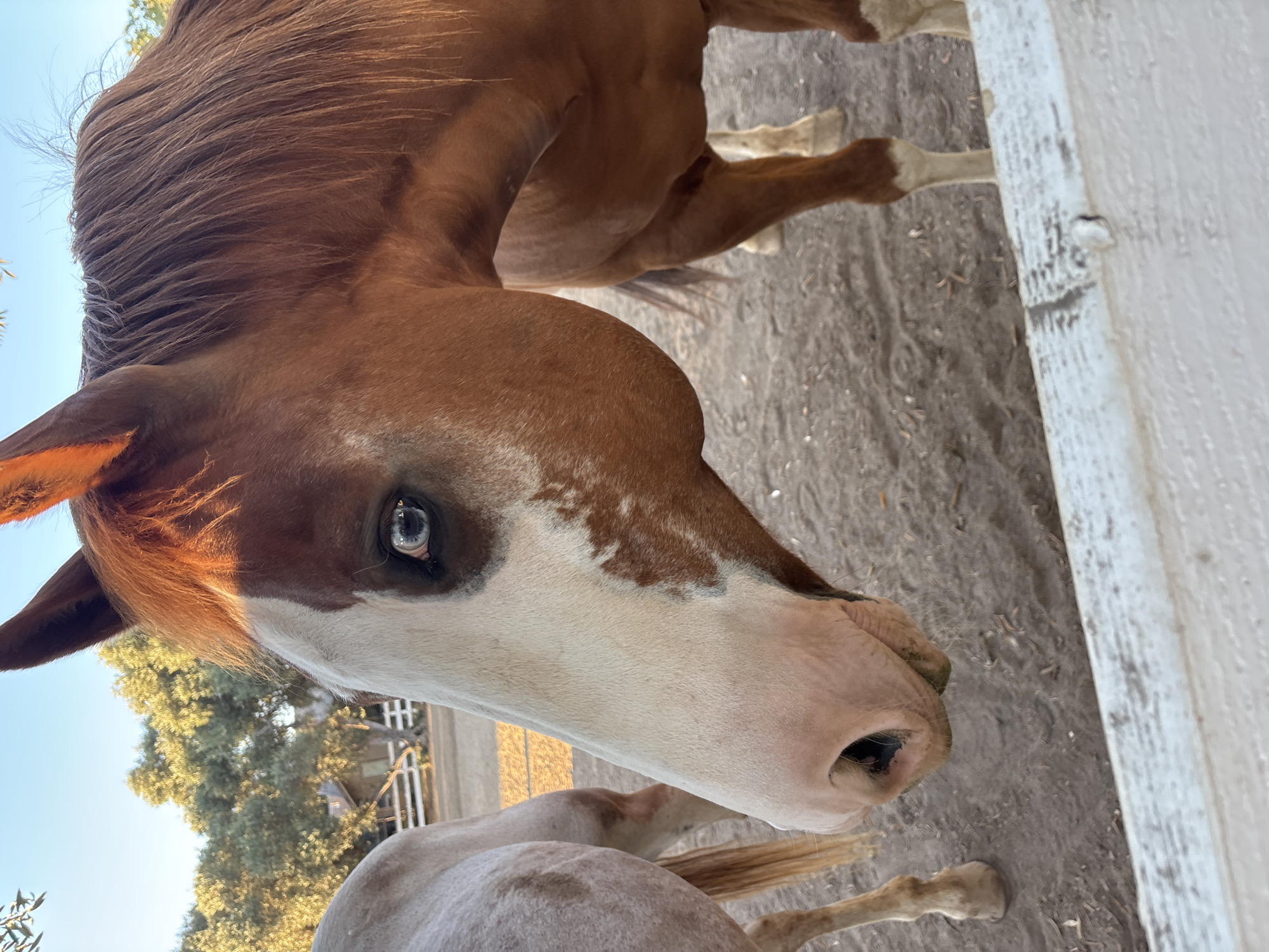 Horses at a fenced dirt arena on a Carmichael residential property