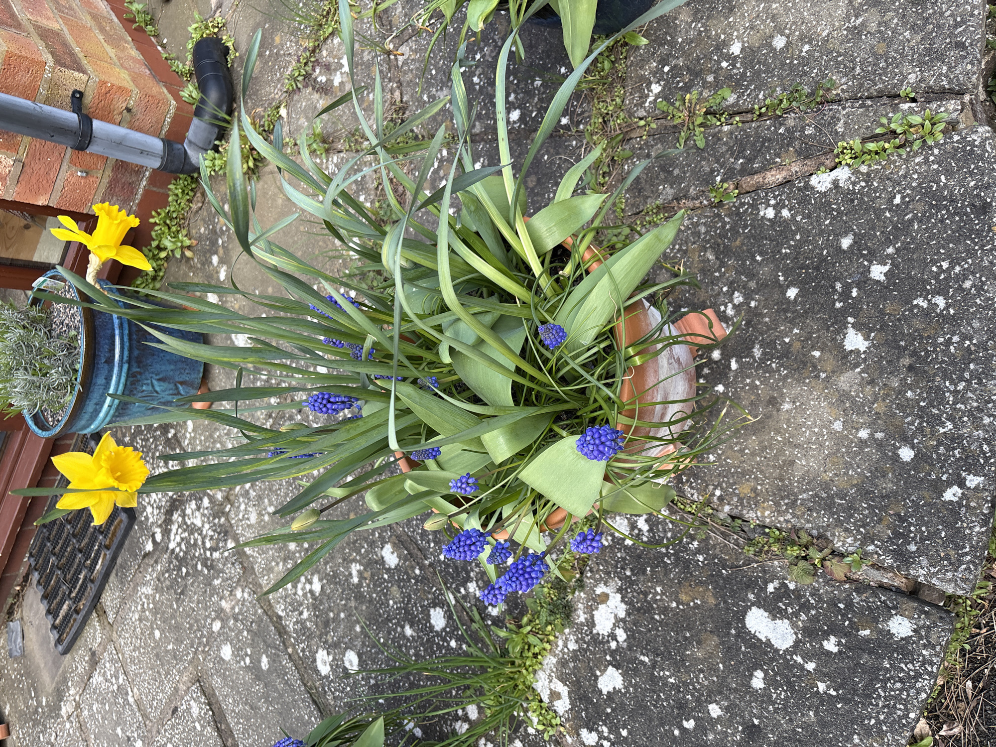 Spring garden scenes captured in Pulverbatch village