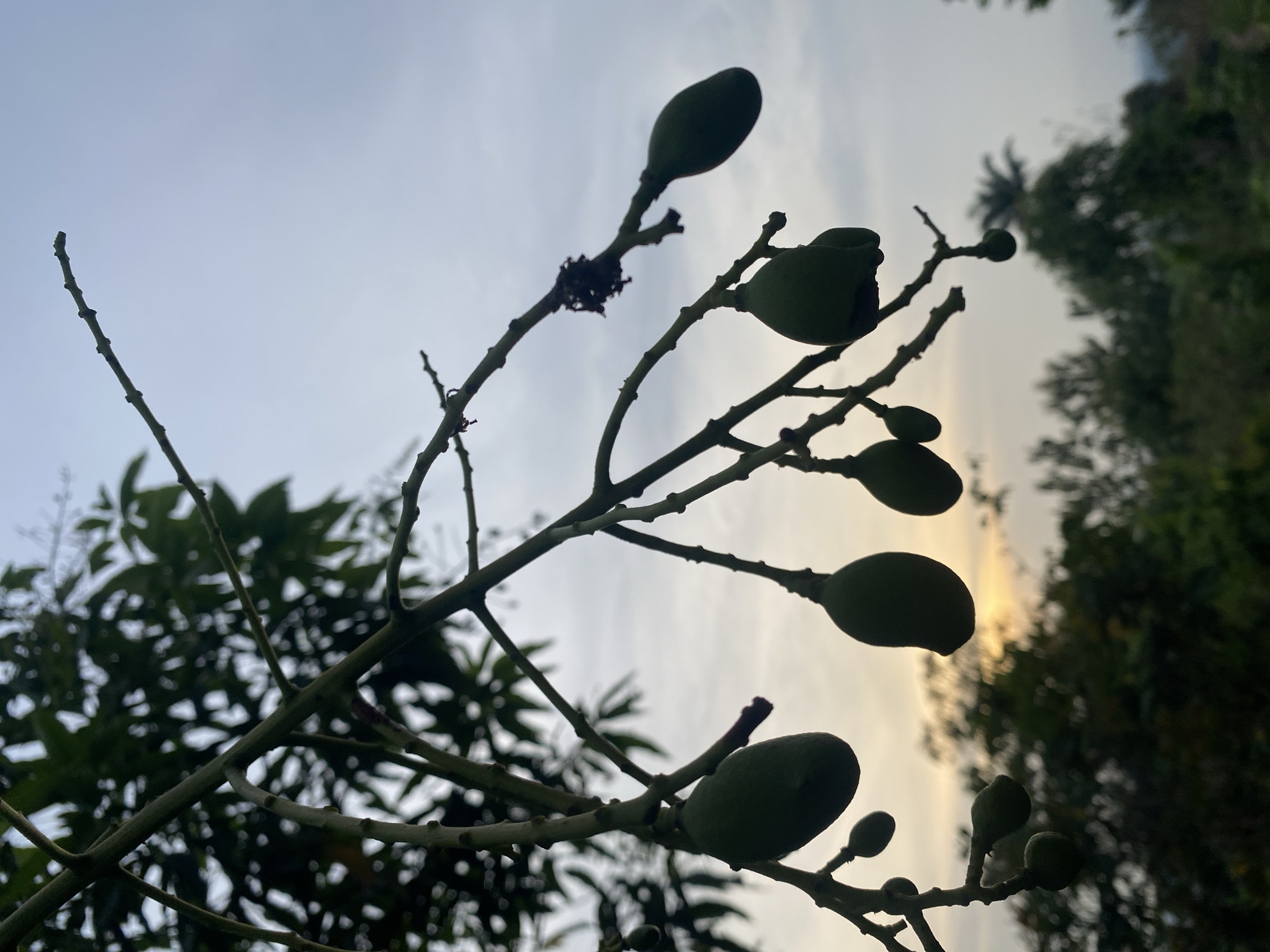 Unripe mangoes spotted on tree branch in Amaseri, Nigeria