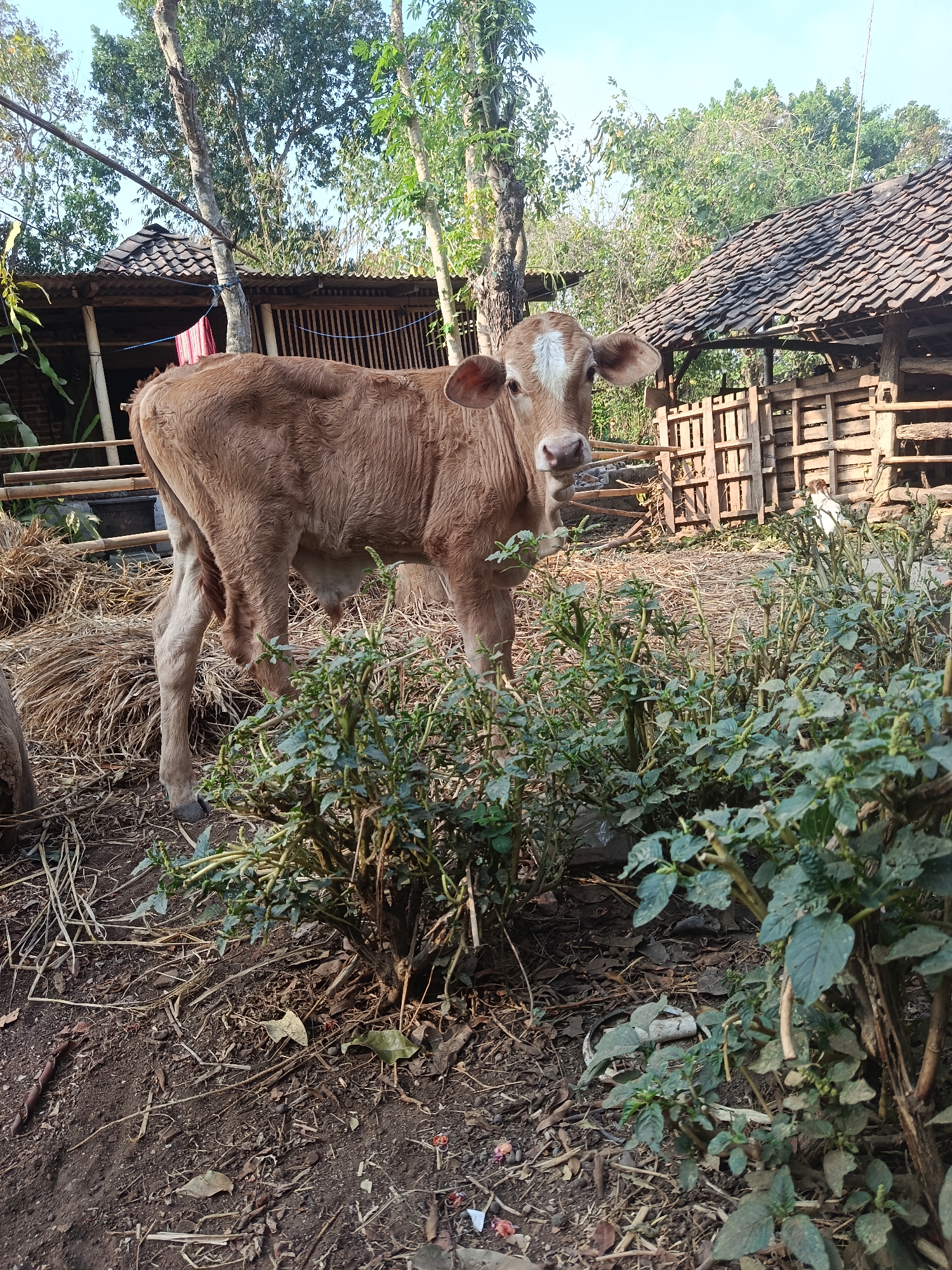 Morning life on a small family farm in Karangmojo