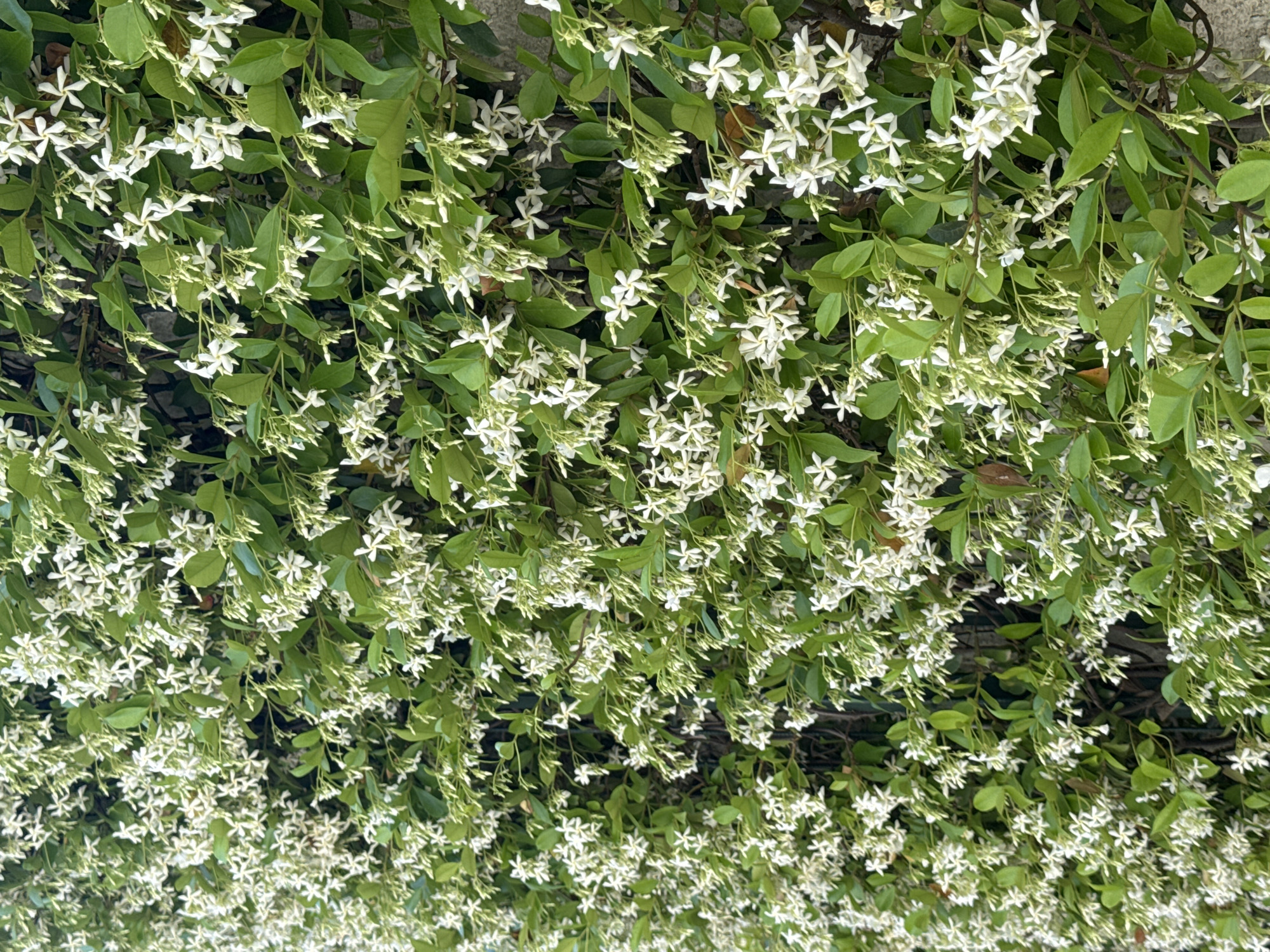 Urban botanical photography session captures flowers and streetscapes
