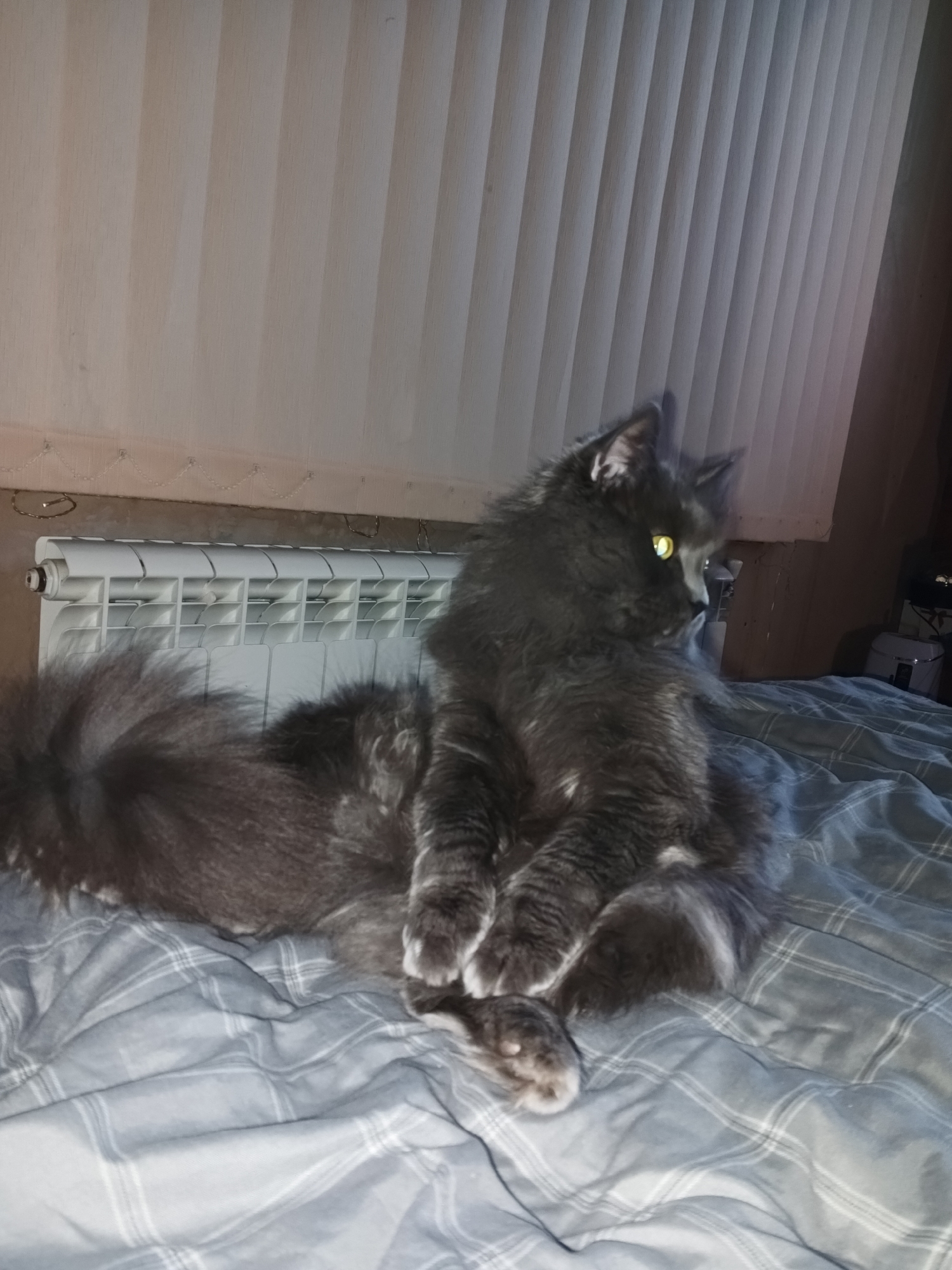 Gray cat lounging and grooming on a plaid comforter