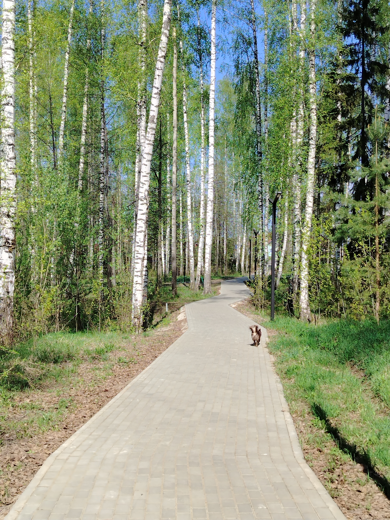 Quiet morning park scenes captured in Noviy, Russia