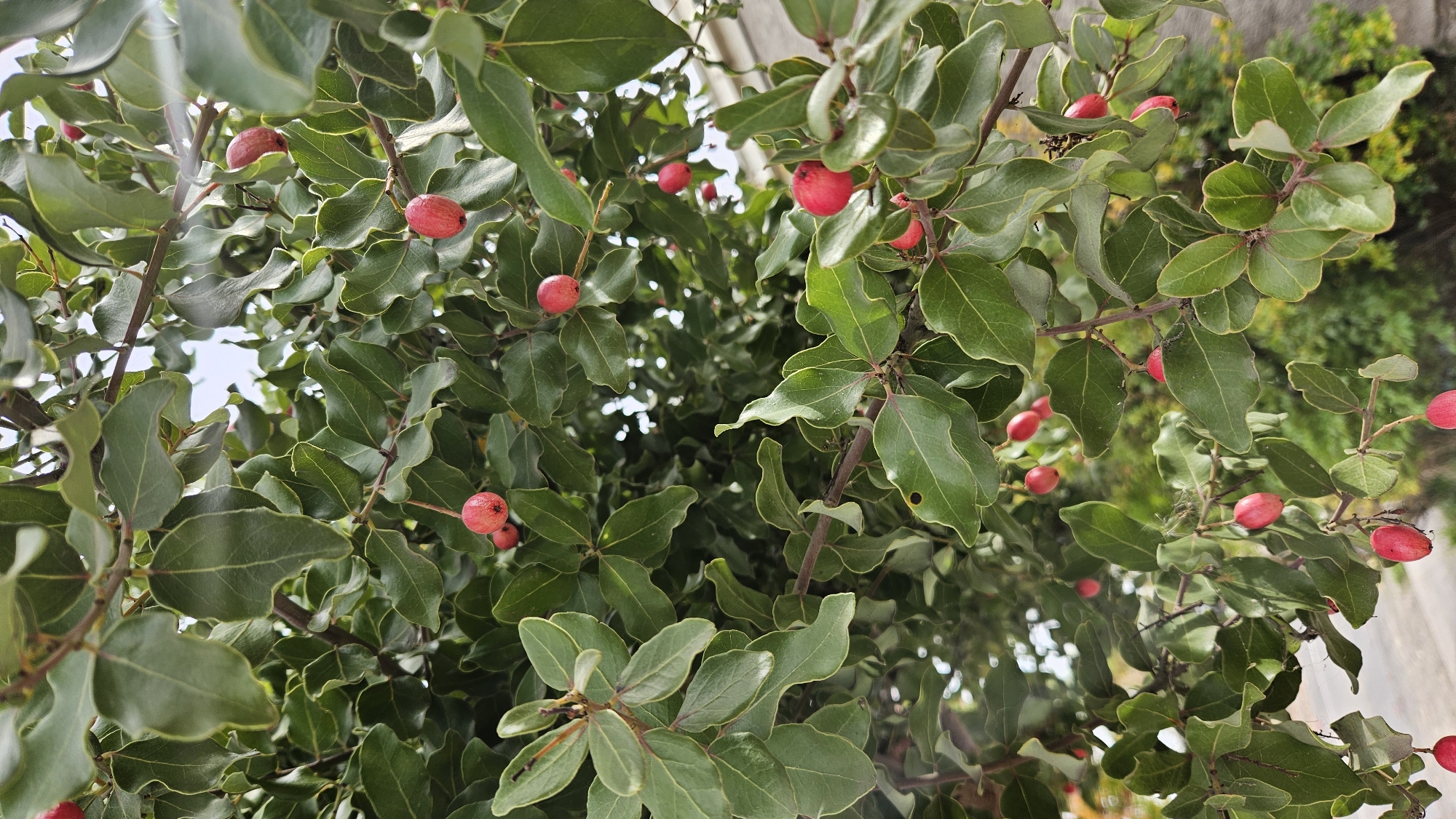Berry-bearing shrub observed in Maule, Chile